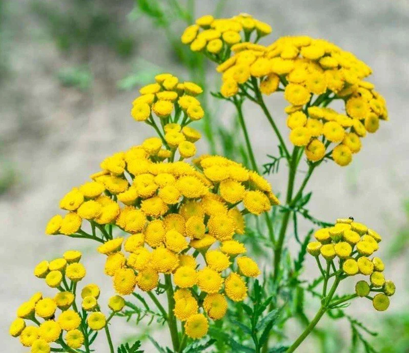 Tansy 2.jpg