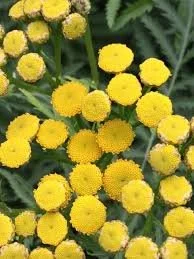 tansy.jpeg