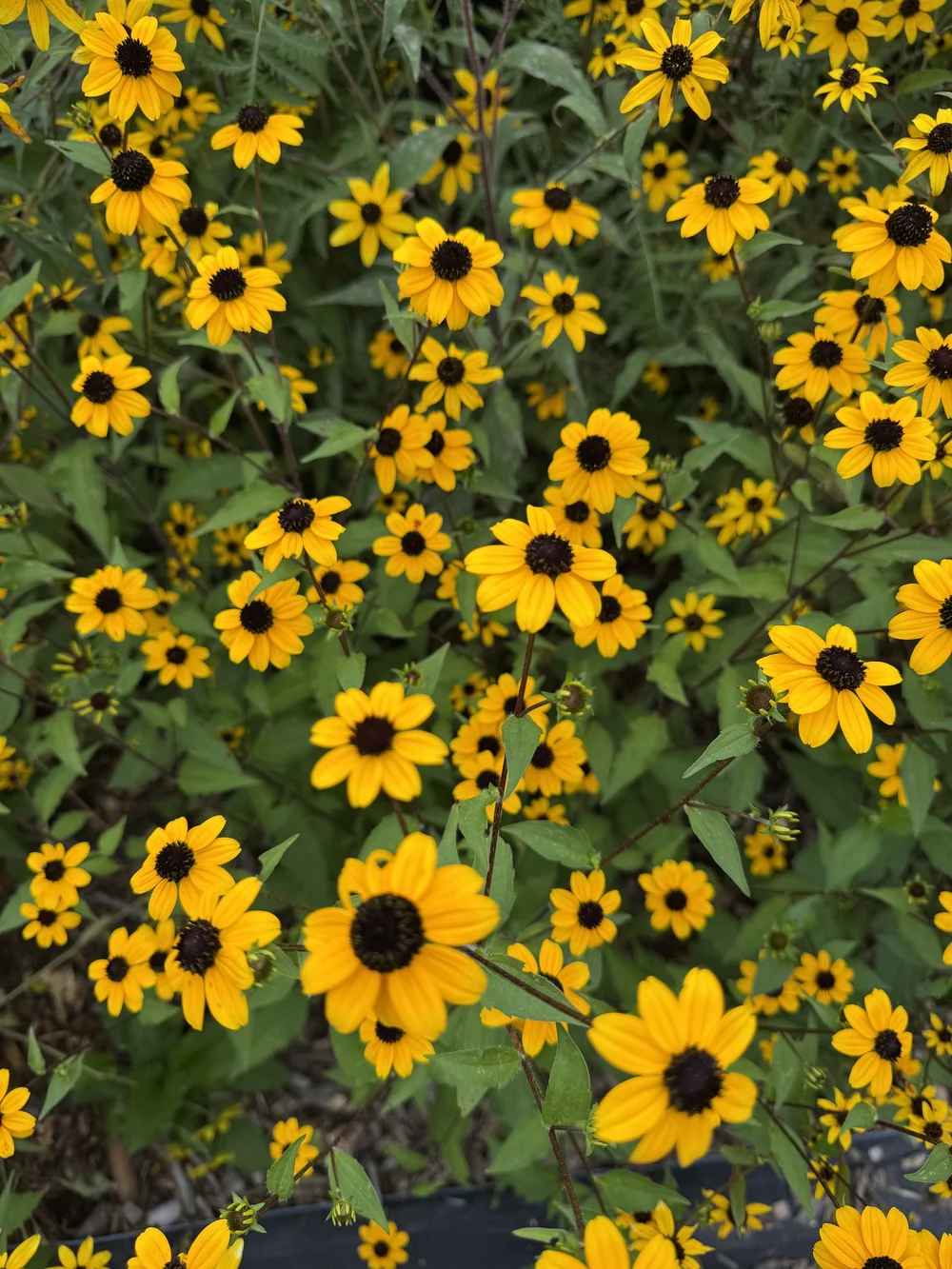 IMG_8989.jpeg