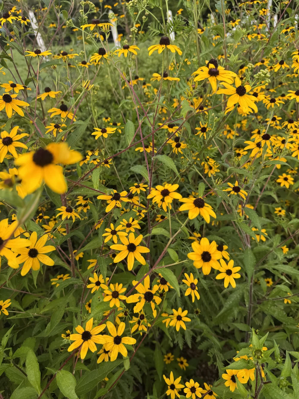 IMG_8811.jpeg