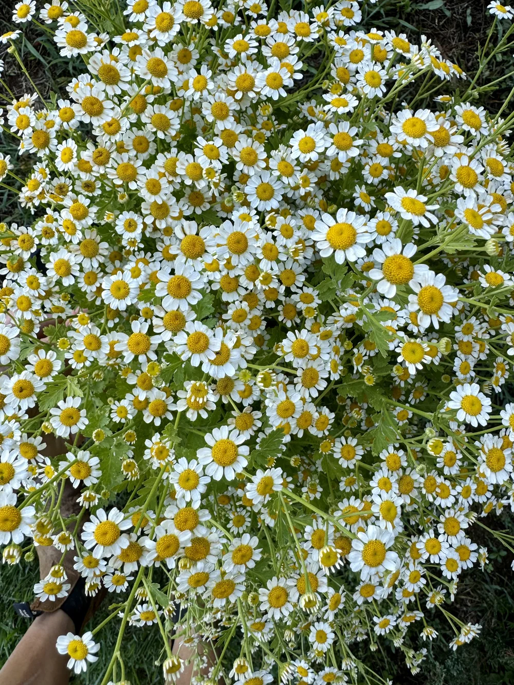IMG_2457.jpeg