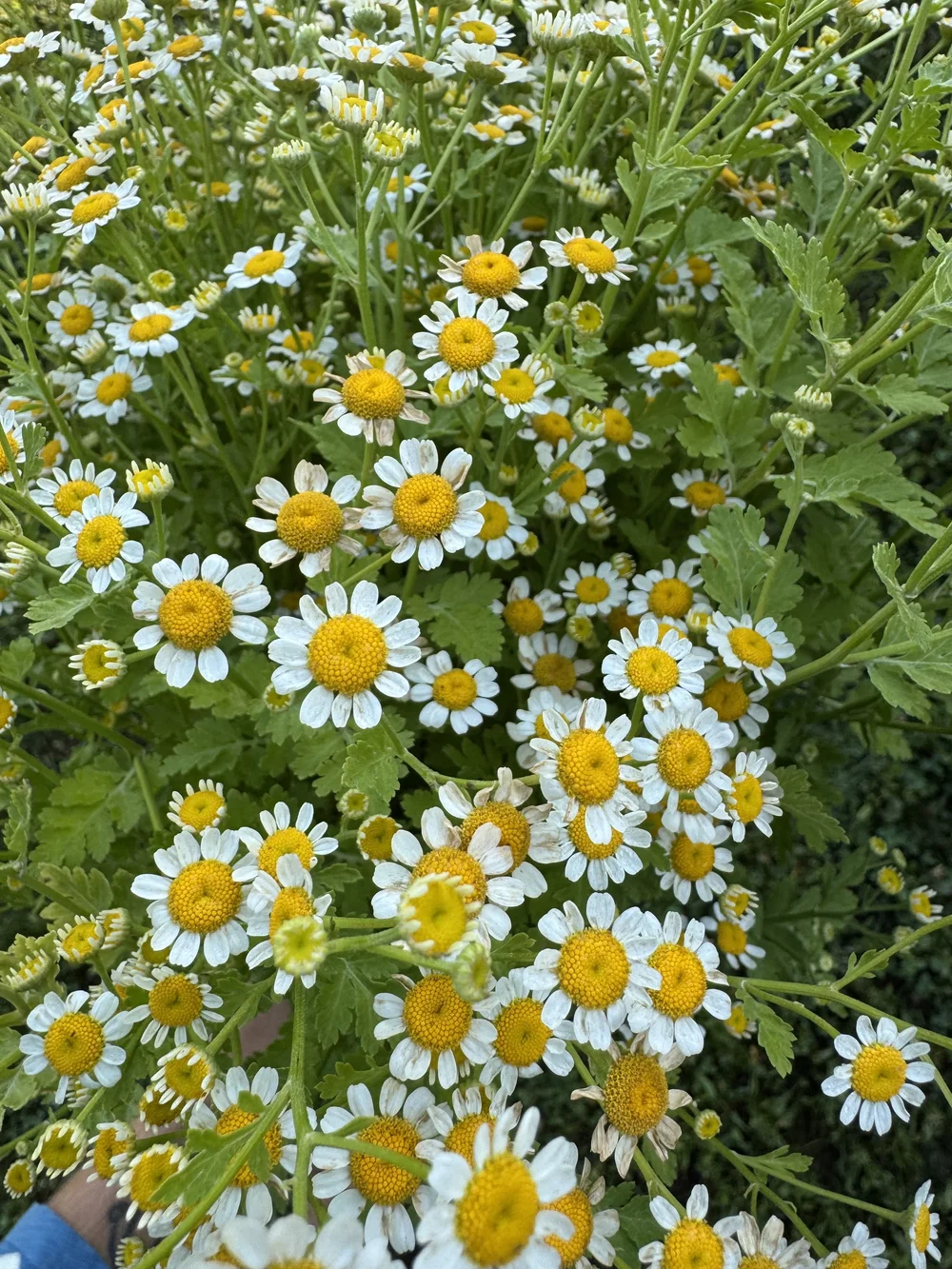 IMG_8211.jpeg