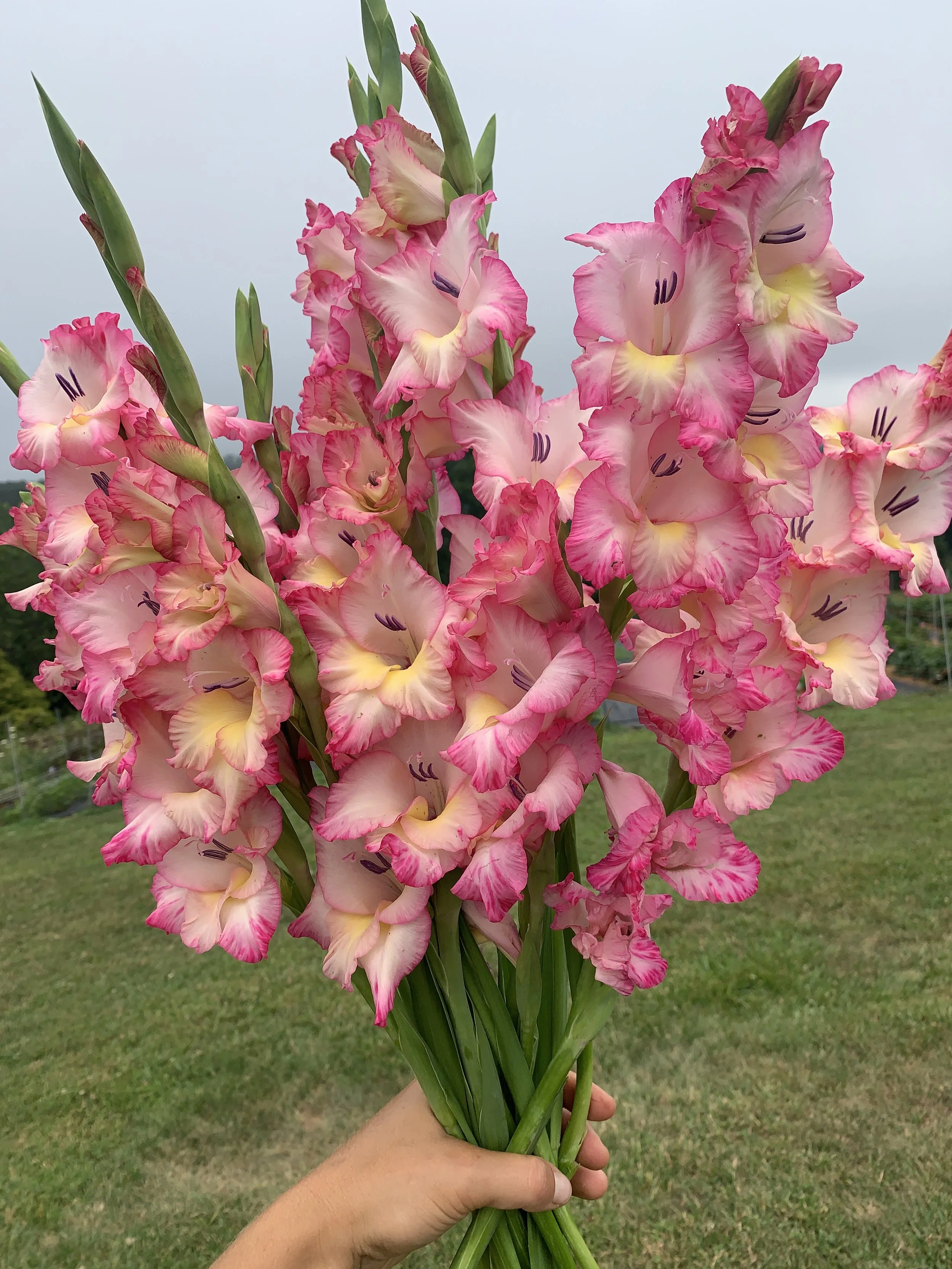 Our Top 5 Summer-Blooming Perennials to Grow for Flower Farmers and Farmer Florists