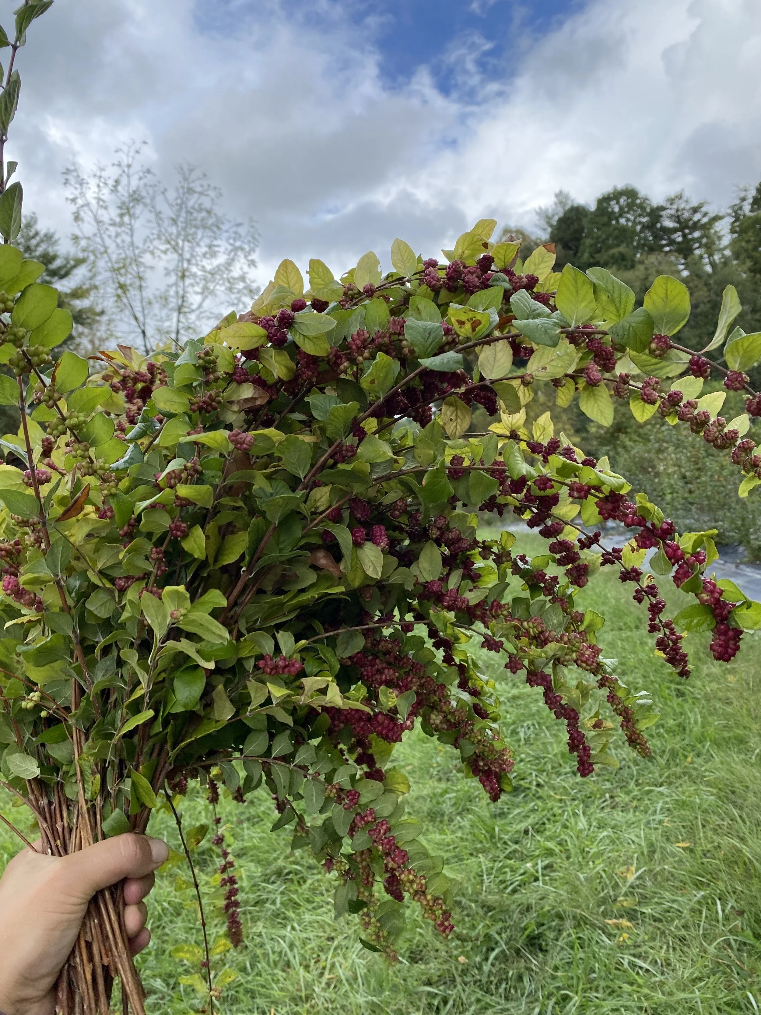 Our Top 5 Perennial Foliages to Grow for Flower Farmers and Farmer Florists