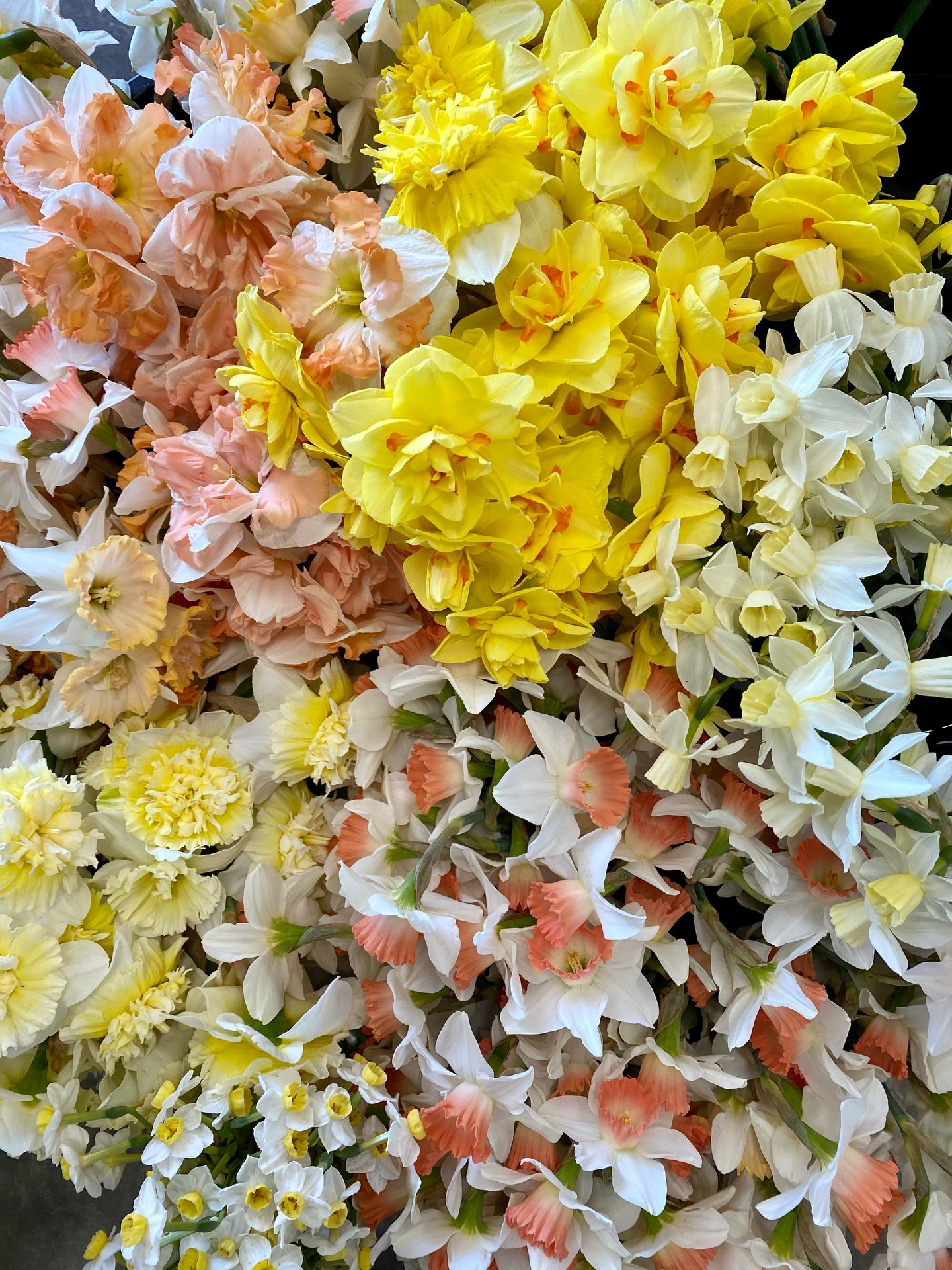 Easter weekend &amp; Passover are almost here, and the farm is full of the sweetest spring blooms. 🌼

Order ahead to make sure you get the very best flowers&mdash;then pick up your bouquet at the farmstand on Saturday. We&rsquo;ll also have a small 