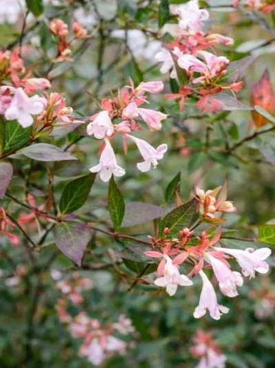 Abelia-grandiflora-glossy-abelia2.jpg