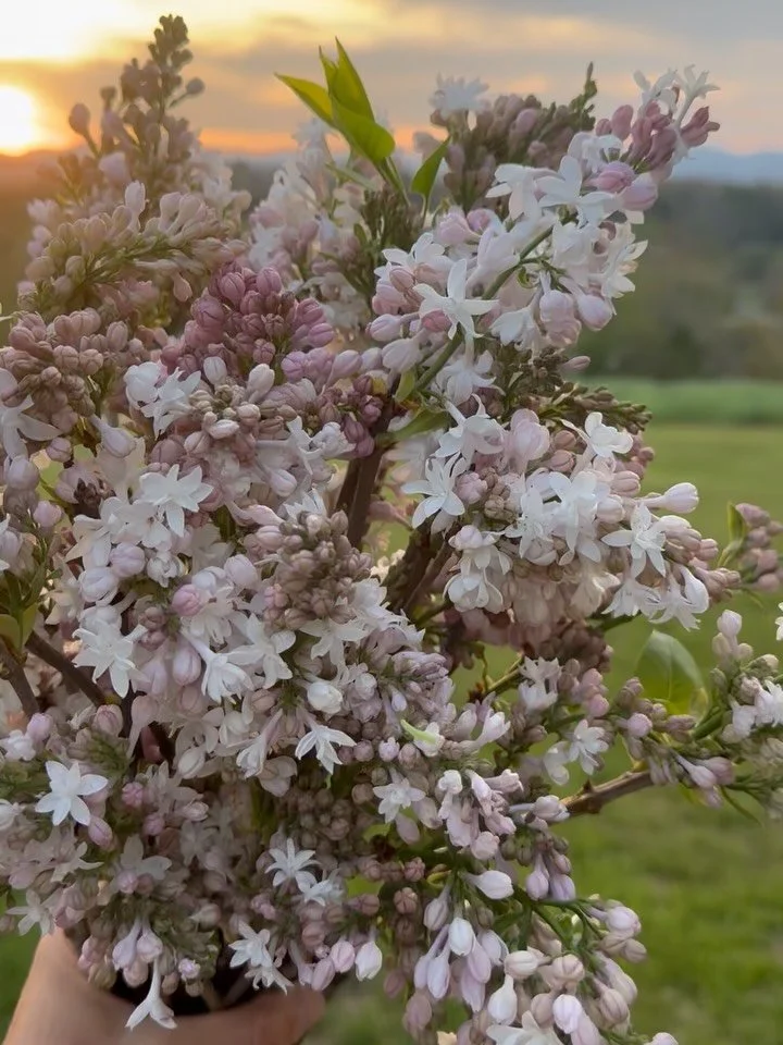 Lilac &lsquo;Beauty of Moscow&rsquo; at sunset 🤍