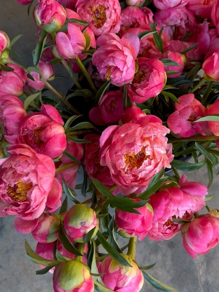 Peony season is in full swing! 
We have some really fun things planned over the coming weeks, including a peony you-pick. We almost never offer you-picks but the flowers are just too pretty not to share. Tickets will only be announced through our new