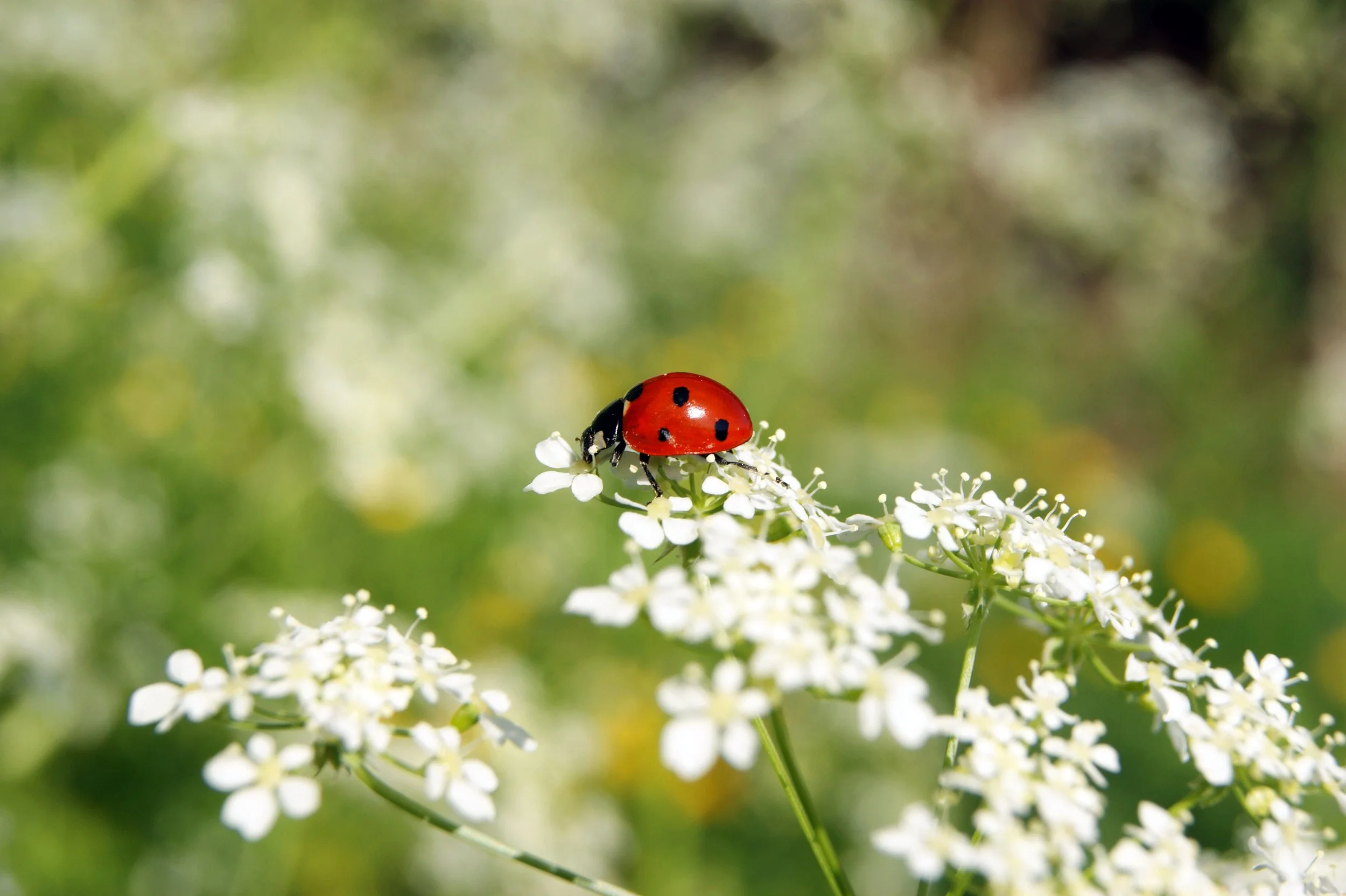 ladybug-insect-flower-meadow-16f5bb1dd00d5af1c45d4d03bdef0df4.jpg