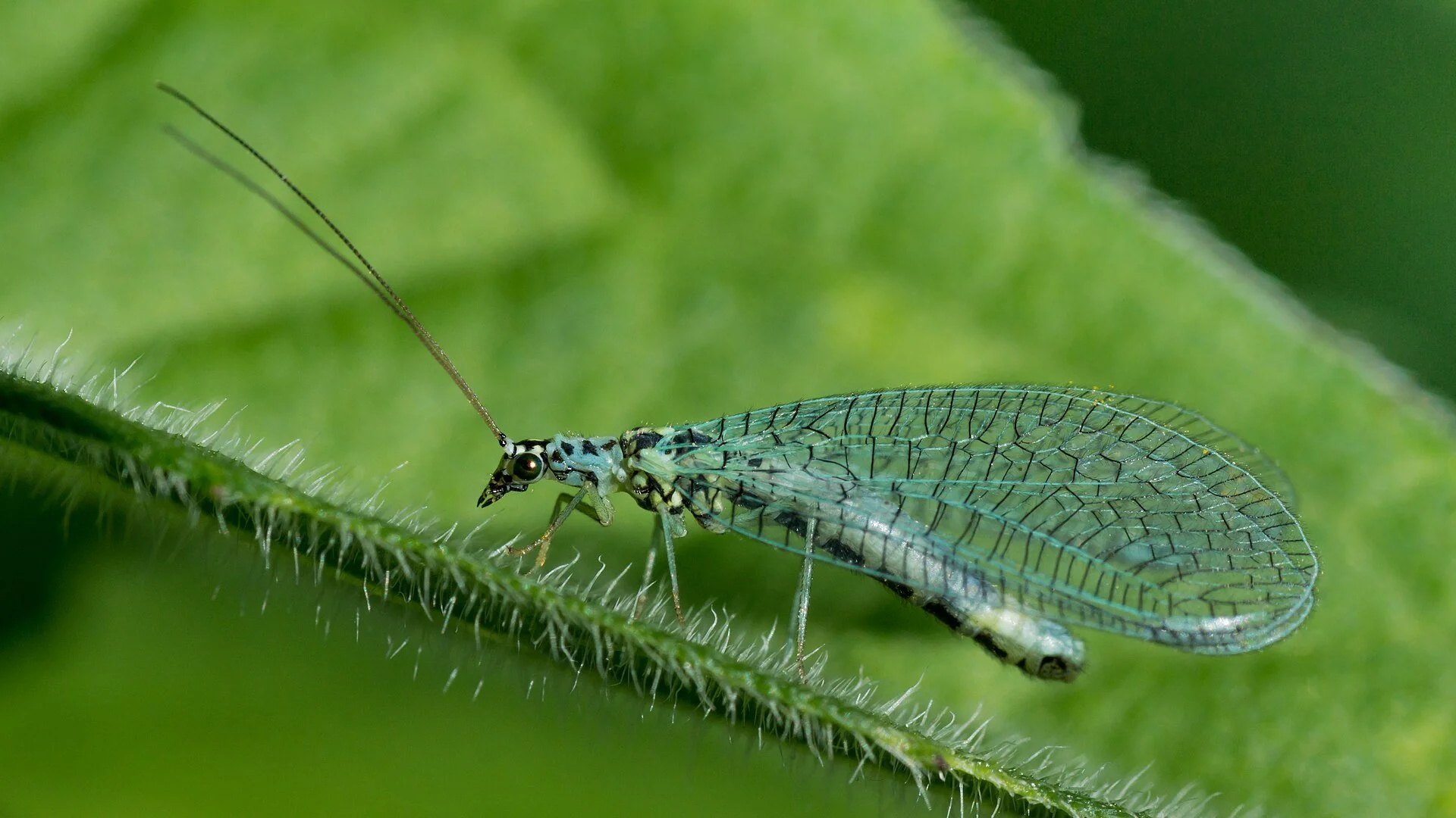 Chrysopidae_01_(MK).jpg