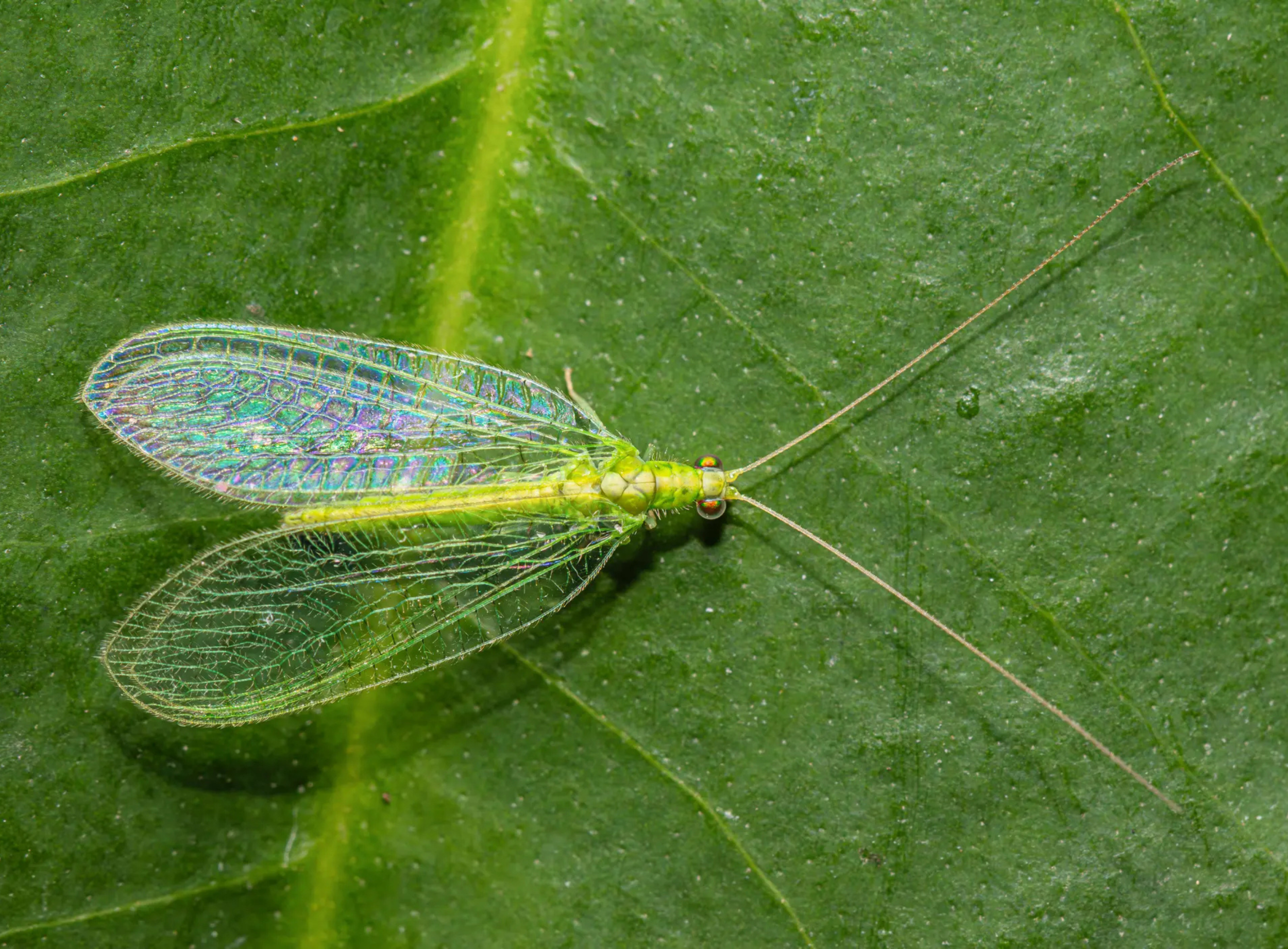 Using Beneficial Insects on the Flower Farm