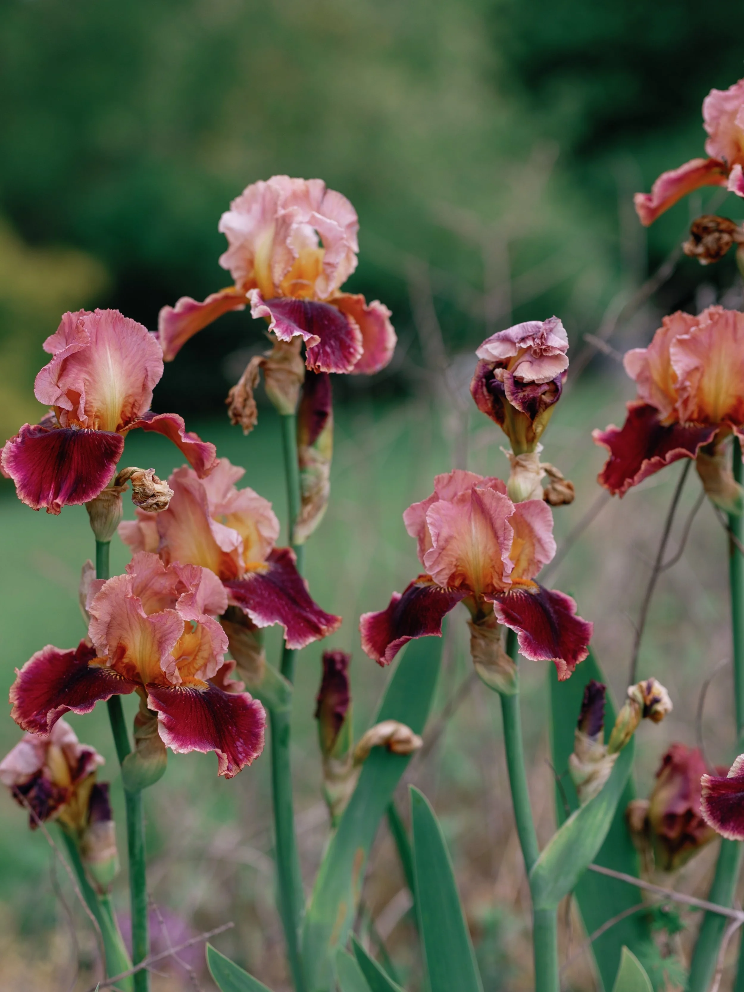 As we head into summer, we&rsquo;re pressing pause on workshops and the farmstand for a few months while we tend to bigger projects and prepare for fall flowers - including finally getting our dahlias in the ground!

Until our summer flowers begin bl