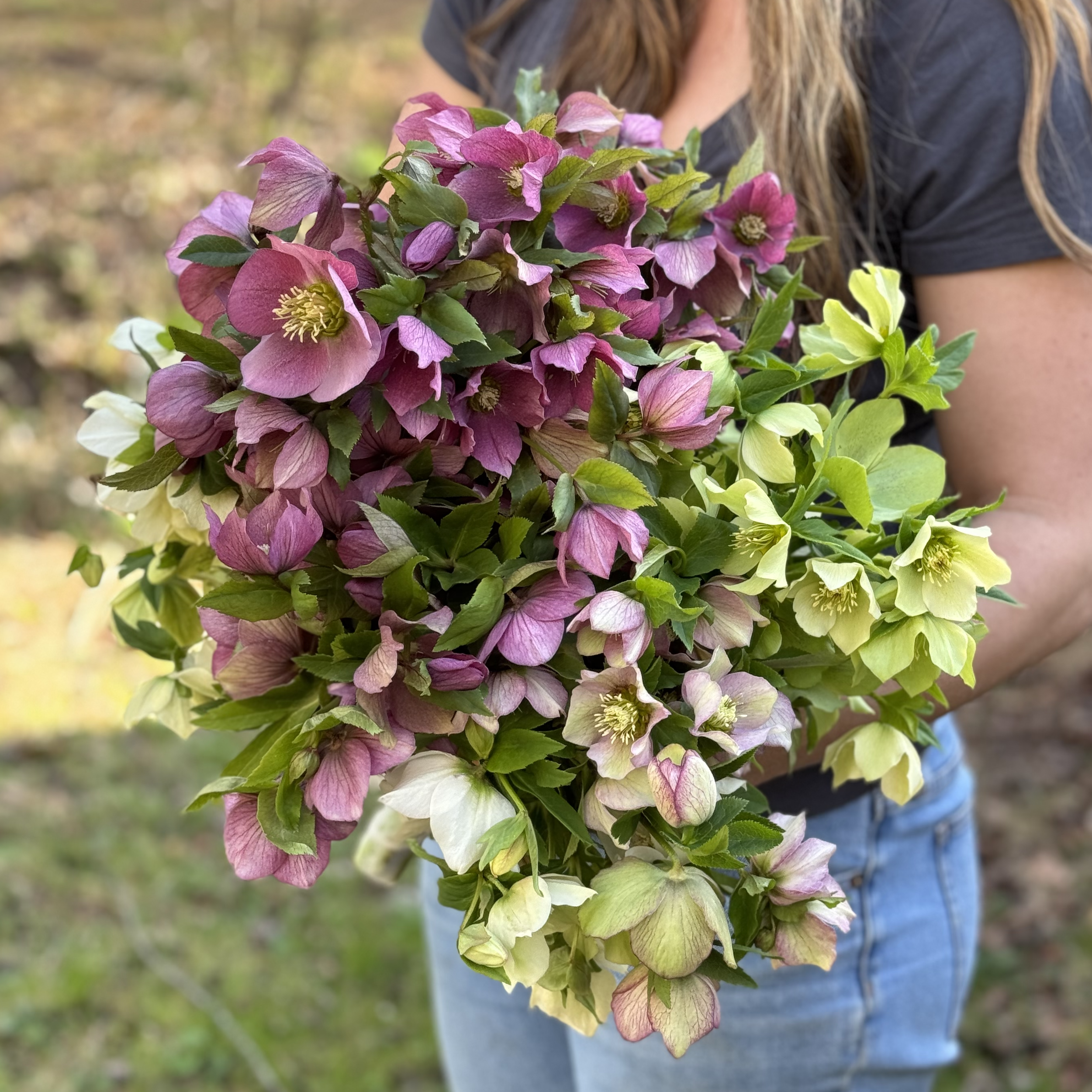 HELLEBORE SQUARE.png