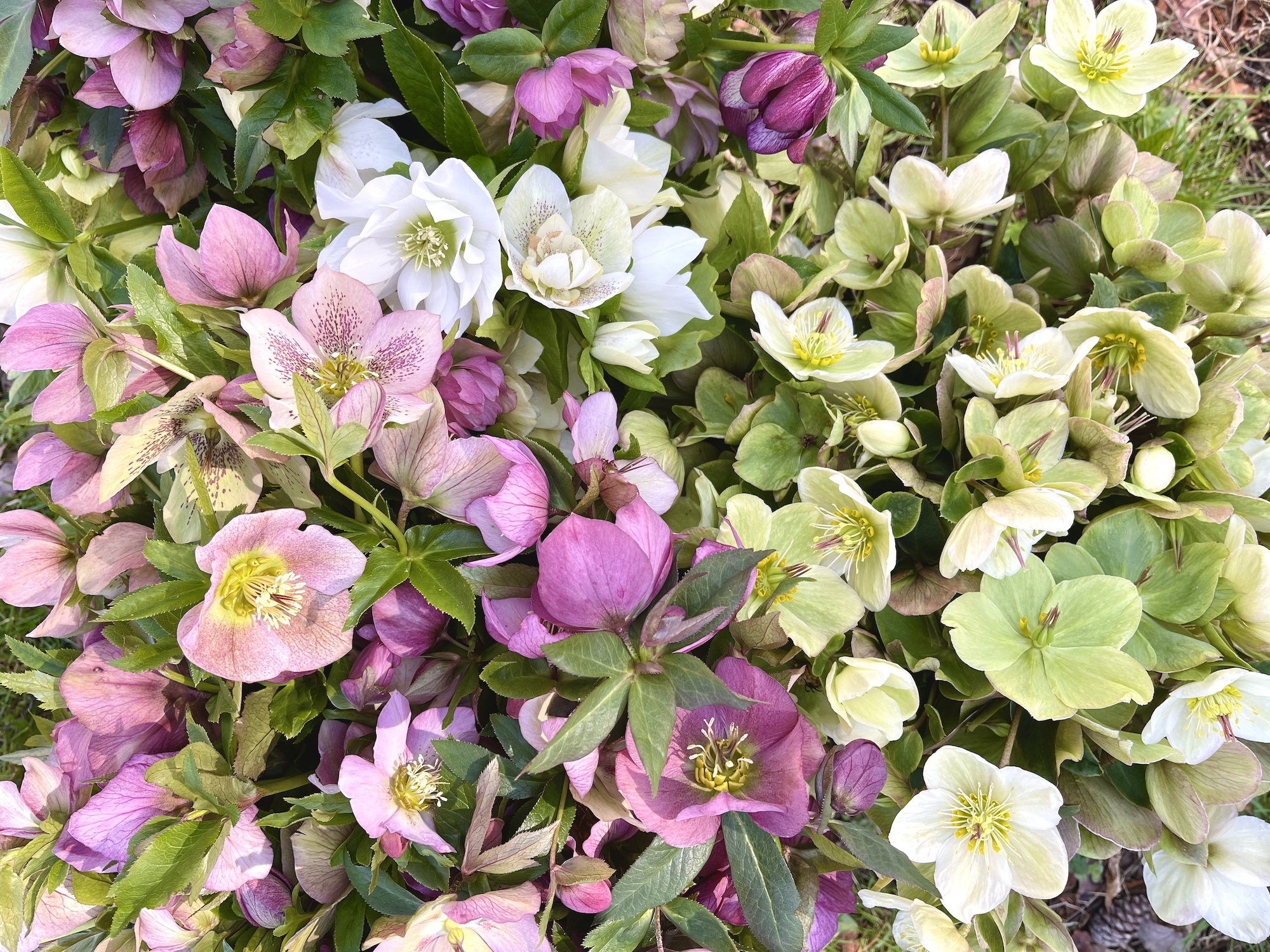 Freshly harvested hellebores.png