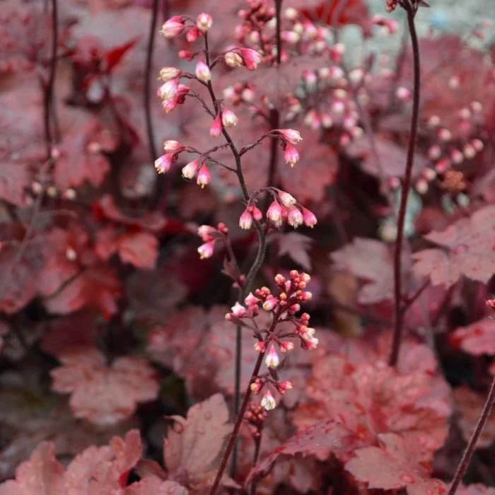 coral-bells-fire-chief.jpg