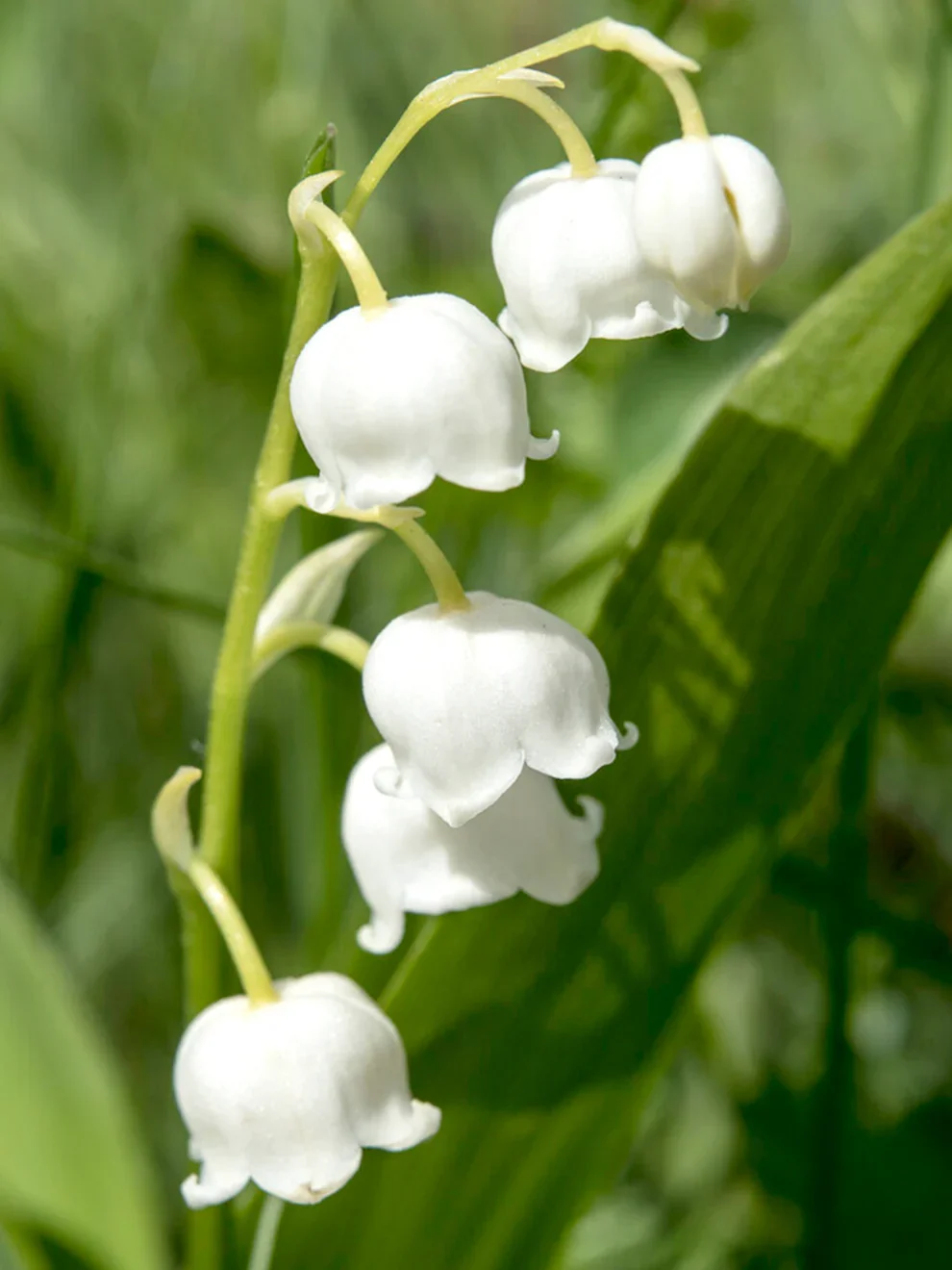 Convellaria_Majalis_Lily-Of_The_Valley-1.webp