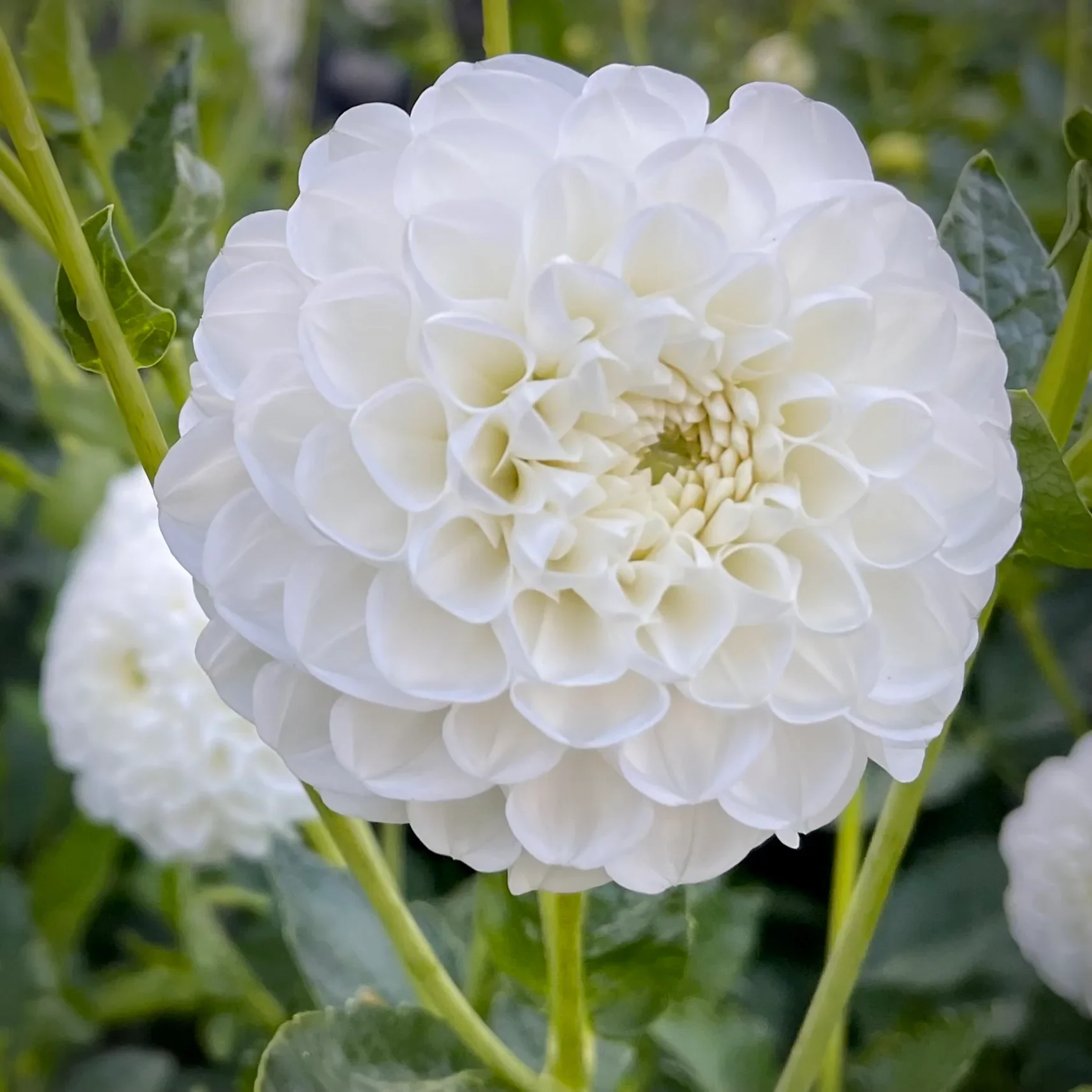 orsett beauty.webp