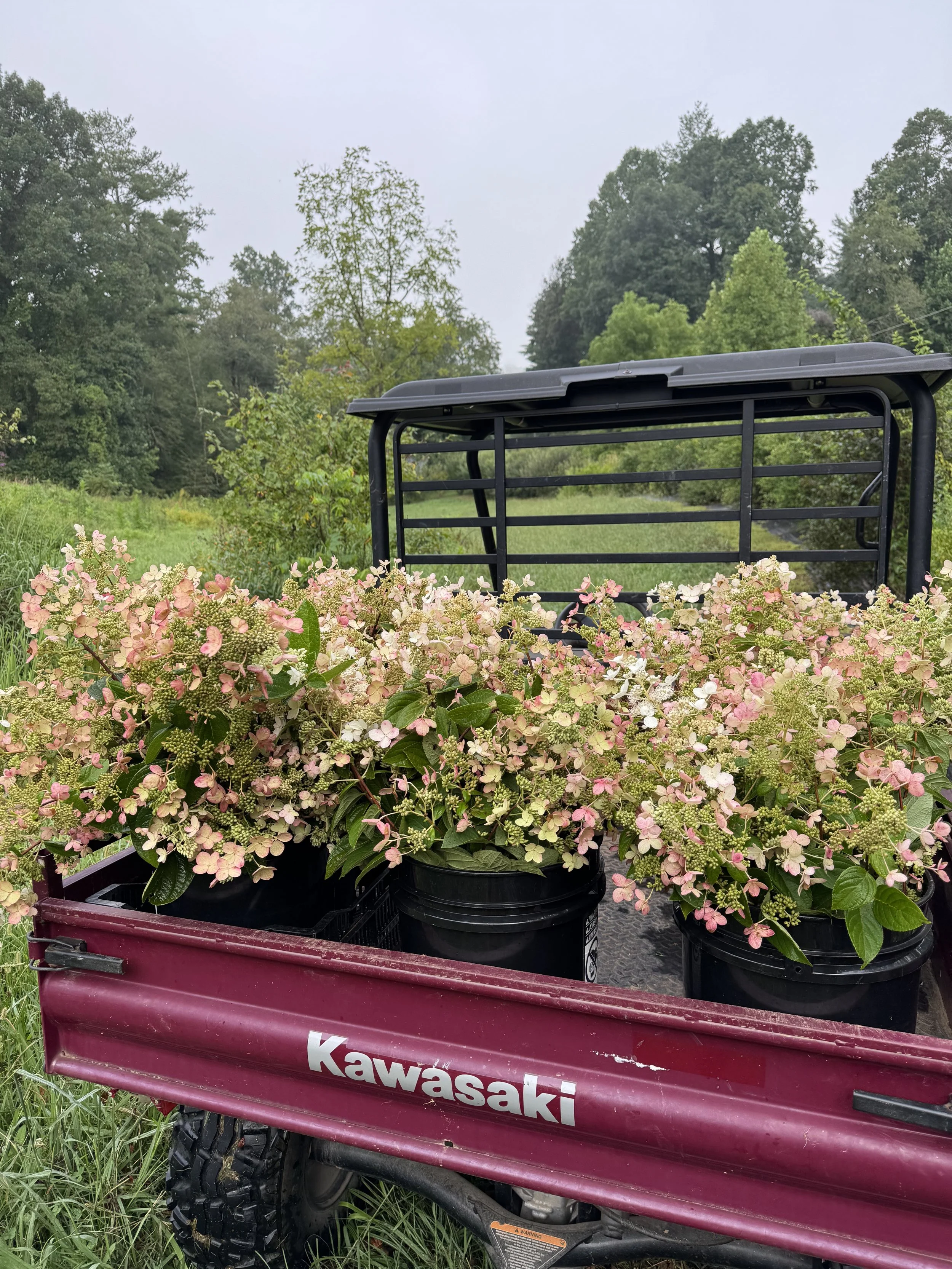Aug, hydrangea harvest.jpeg