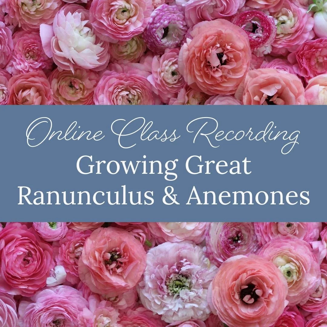 Website Blue (1).jpg