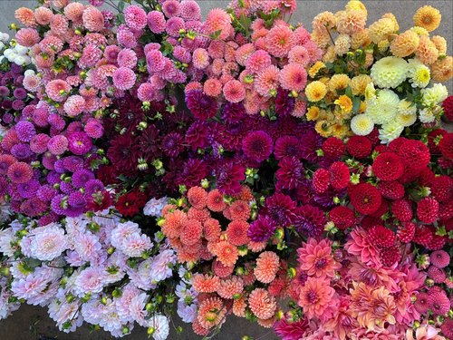Overwintering Dahlias — Flourish Flower Farm