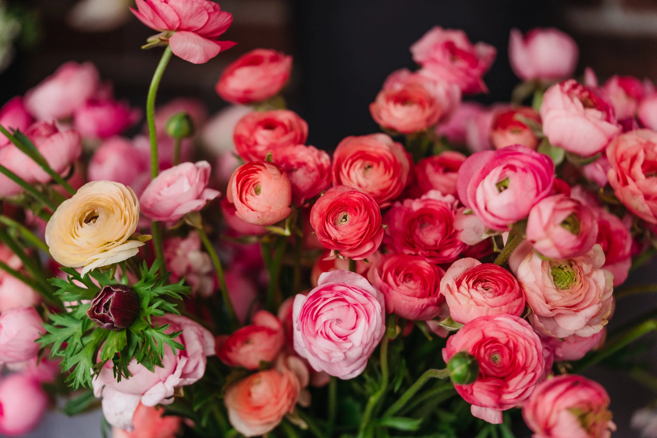 Ranunculus-Workshop2024-245.jpg