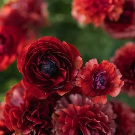 chocolate ranunculus.jpeg