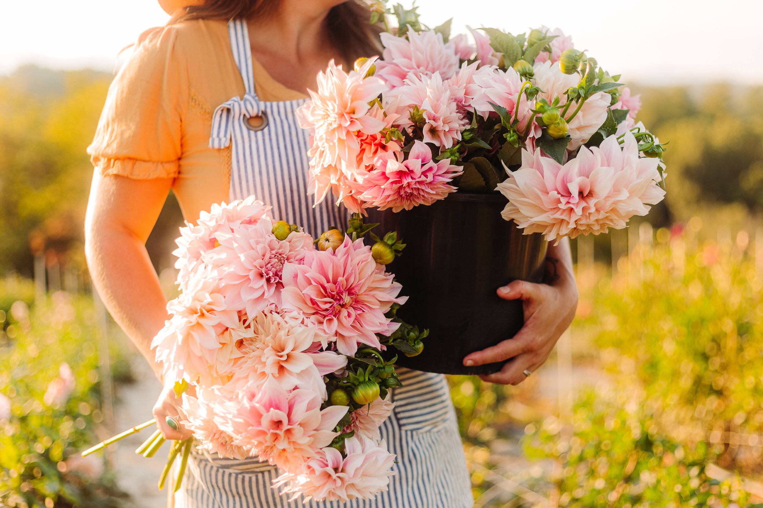 How to Plant Dahlia Tubers & Dahlia Growing Guide — Flourish Flower Farm