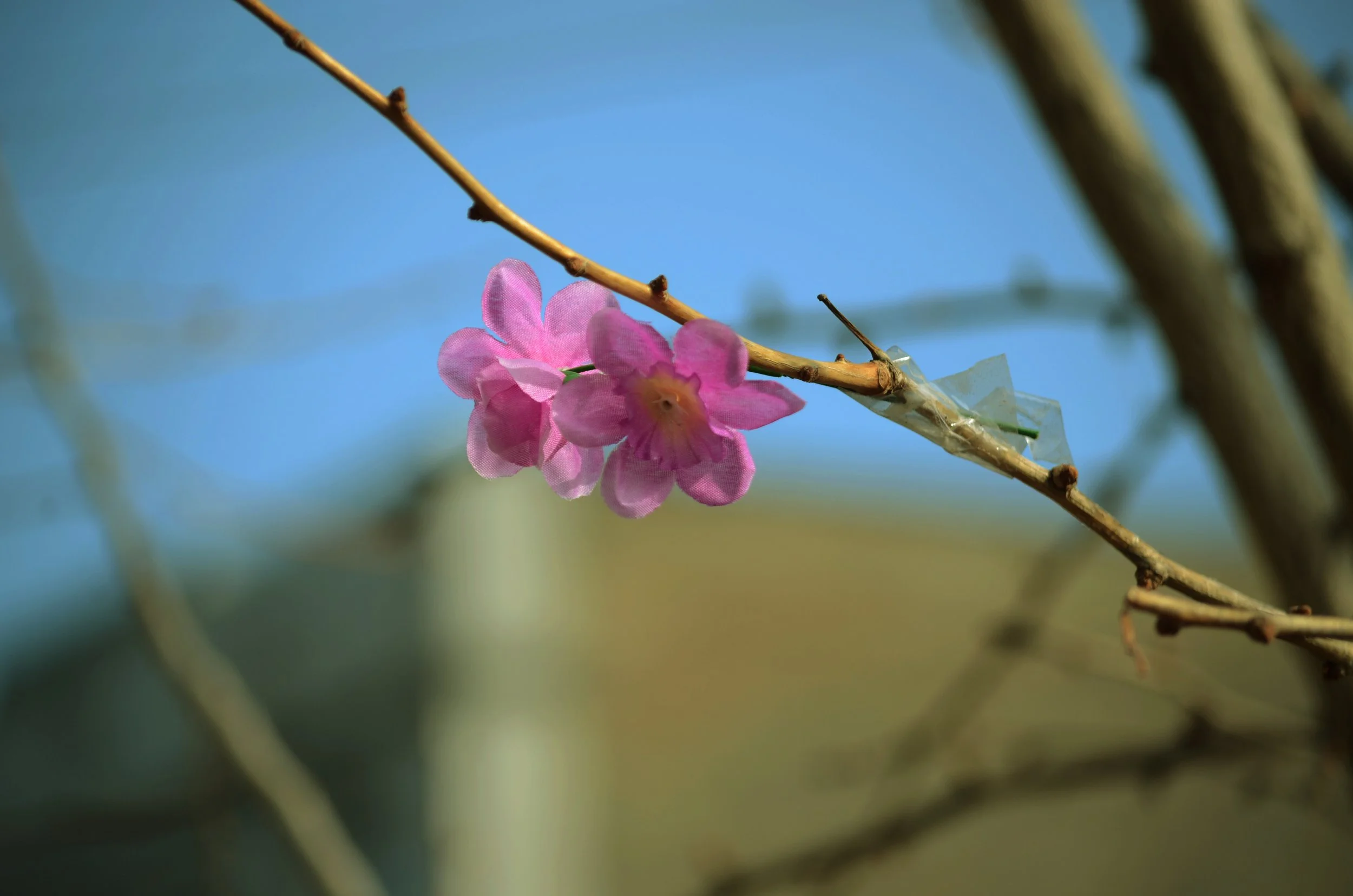 AfterlightImage 6.JPG