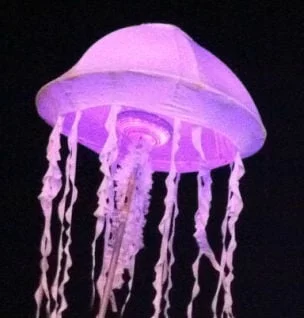 one_jellyfish.jpg