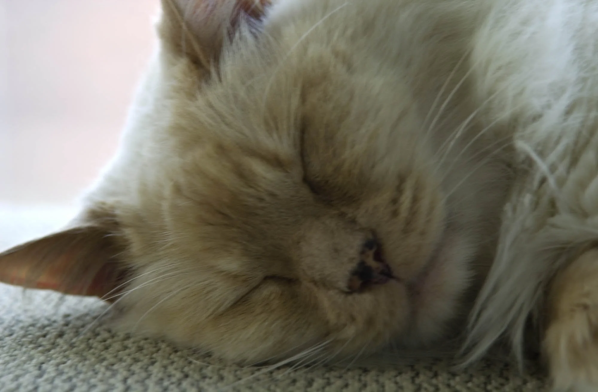 Why I'm Done with Cats