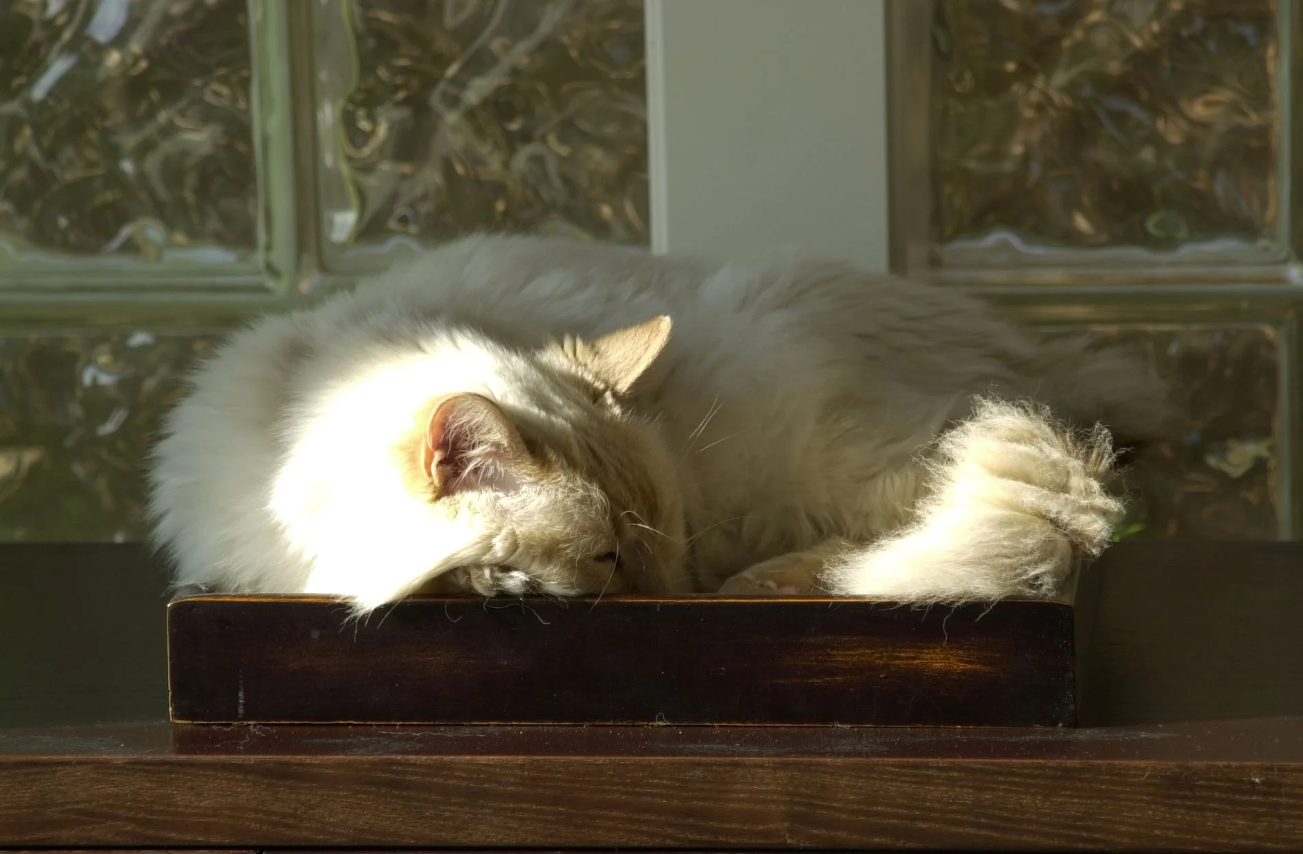 Part Zoo, Part Sanitarium