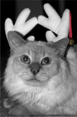 Frankie was chosen to be the model du jour for our Christmas cards. Here is the final card, formatted for your viewing pleasure. Like most models, Frankie was fussy from the start. Check out the pictures to see the sordid details of Frankie's first foray into modeling.