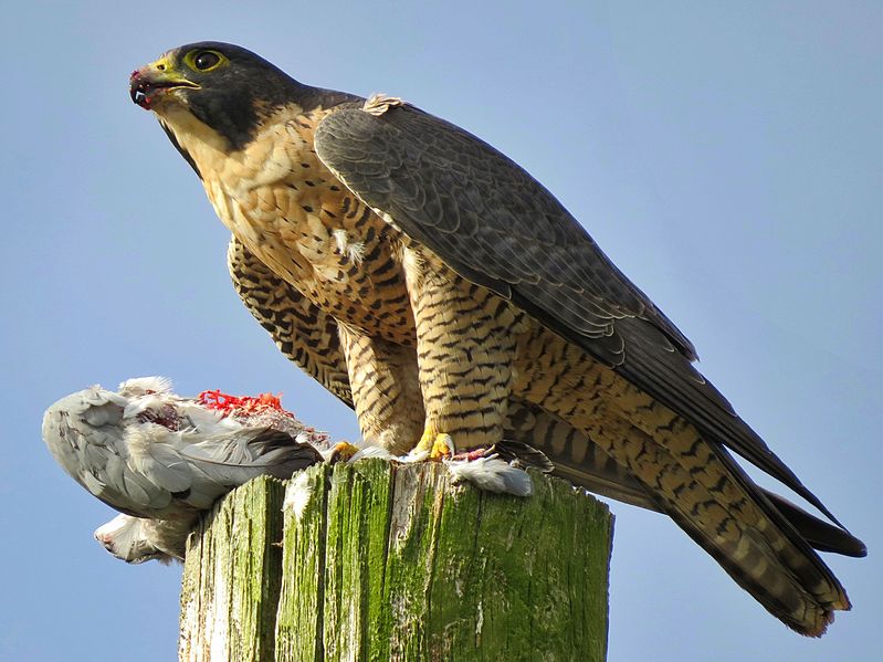 Hybrid Falcon - Picture of The International Centre for Birds of