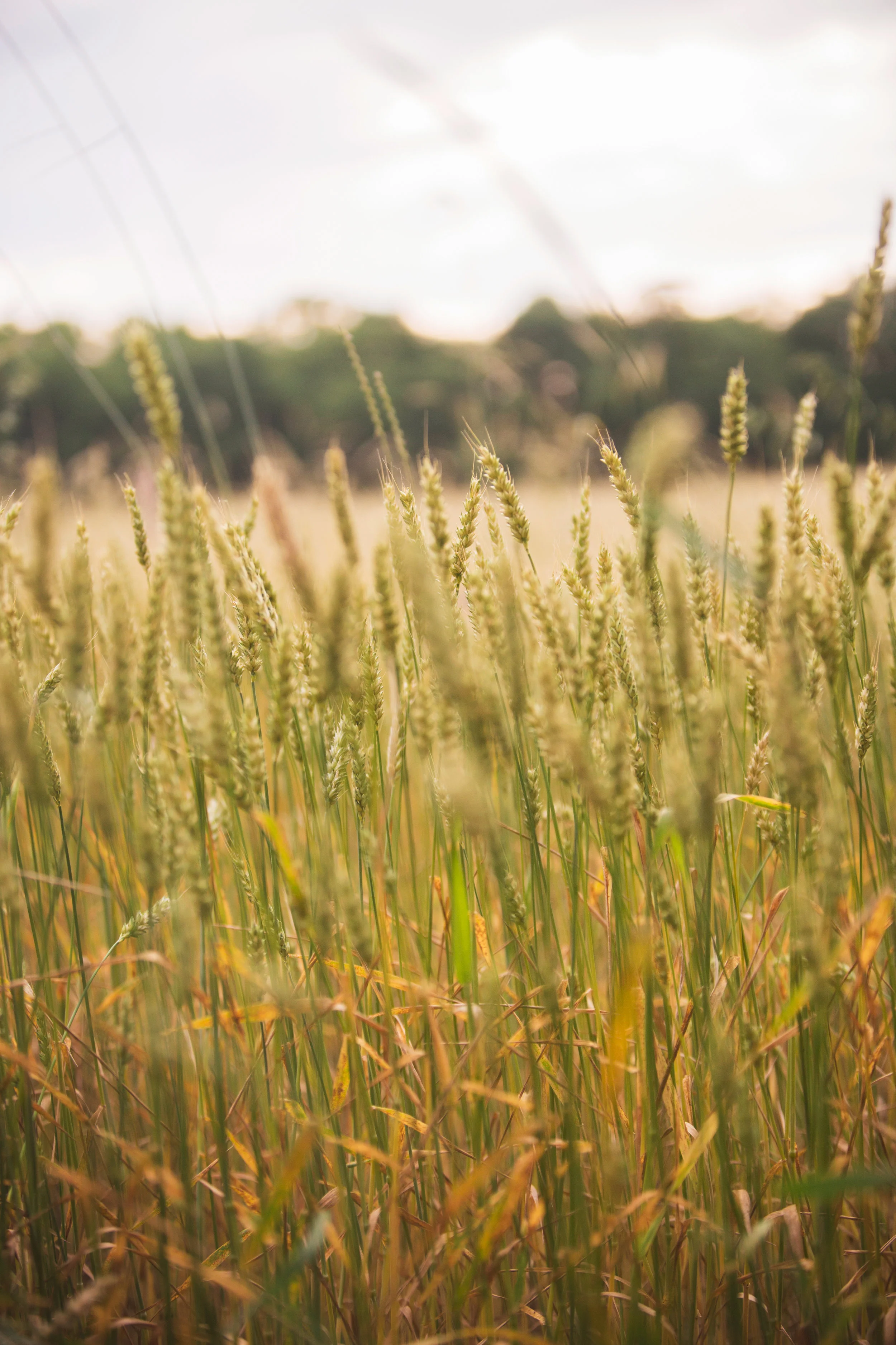 wellstead-acres-farm-3095.jpg