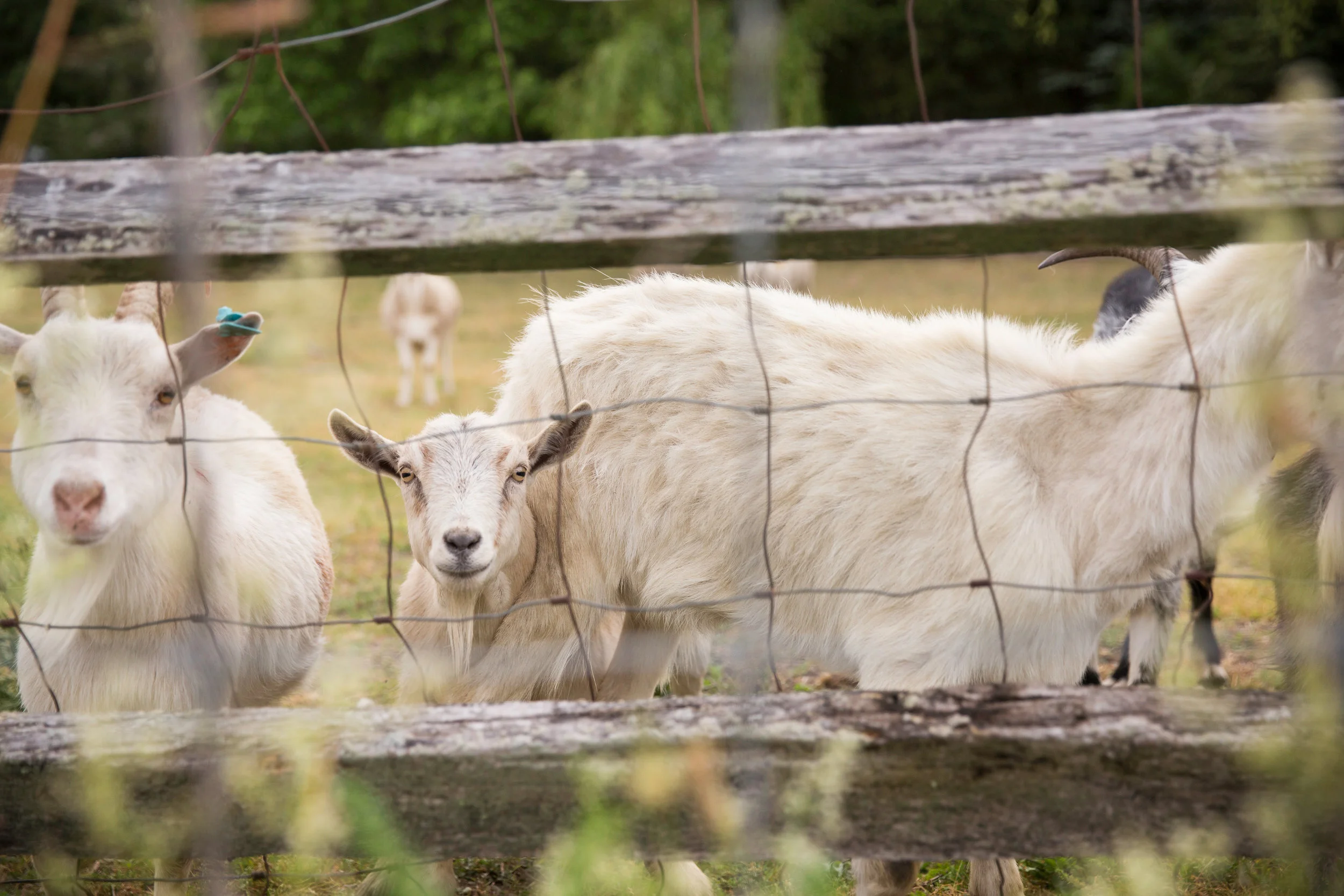 wellstead-acres-farm-3419.jpg
