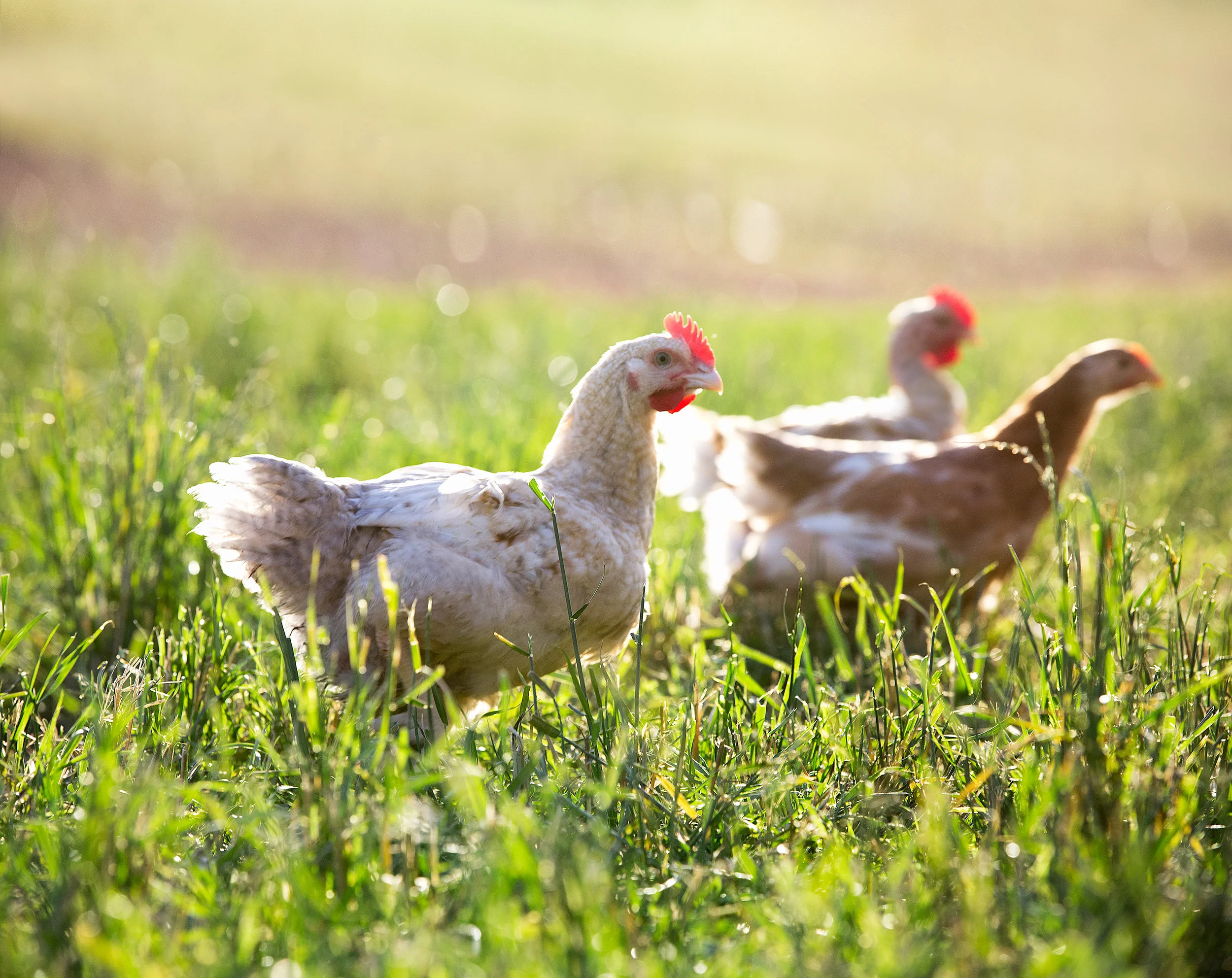 5743_Crystal_Lake_Farm_Chickens.jpg