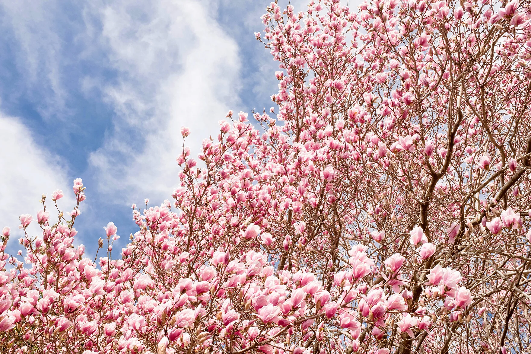 Magnolia 20X16.jpg