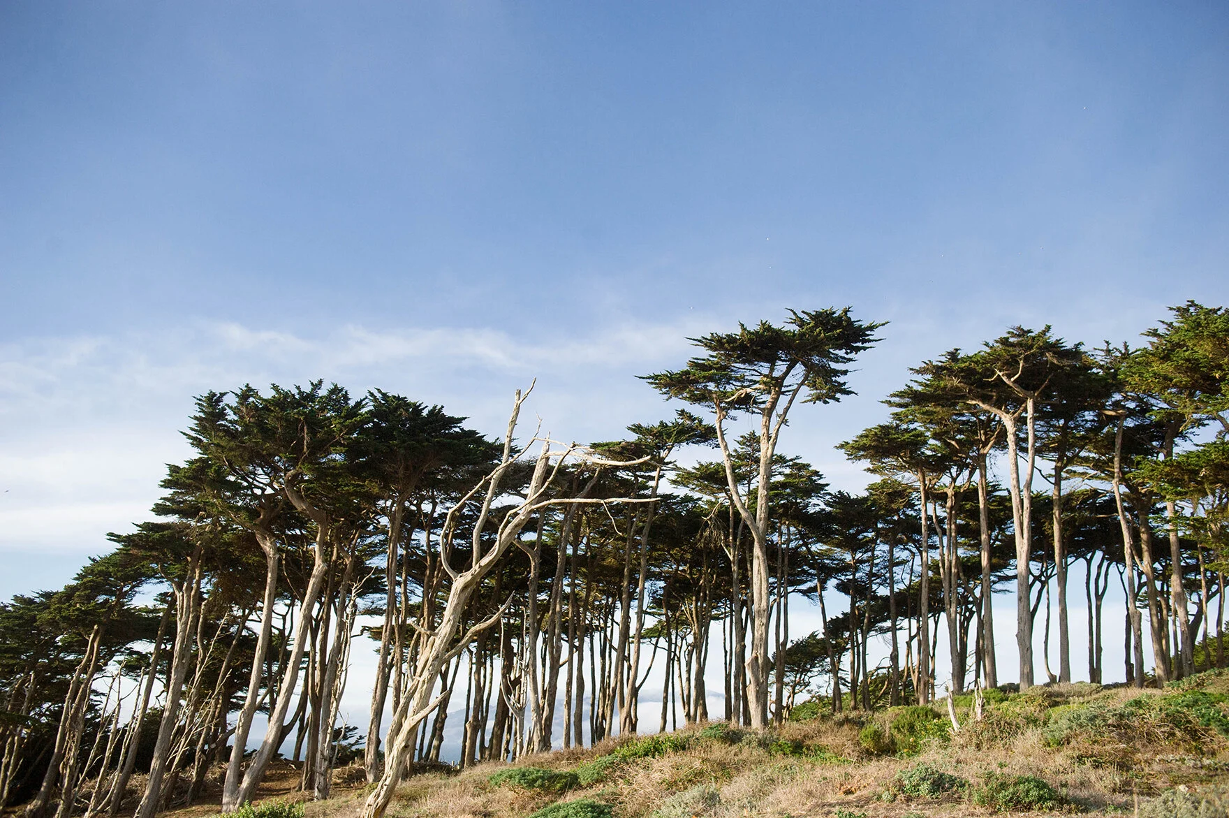 Northern California .jpg