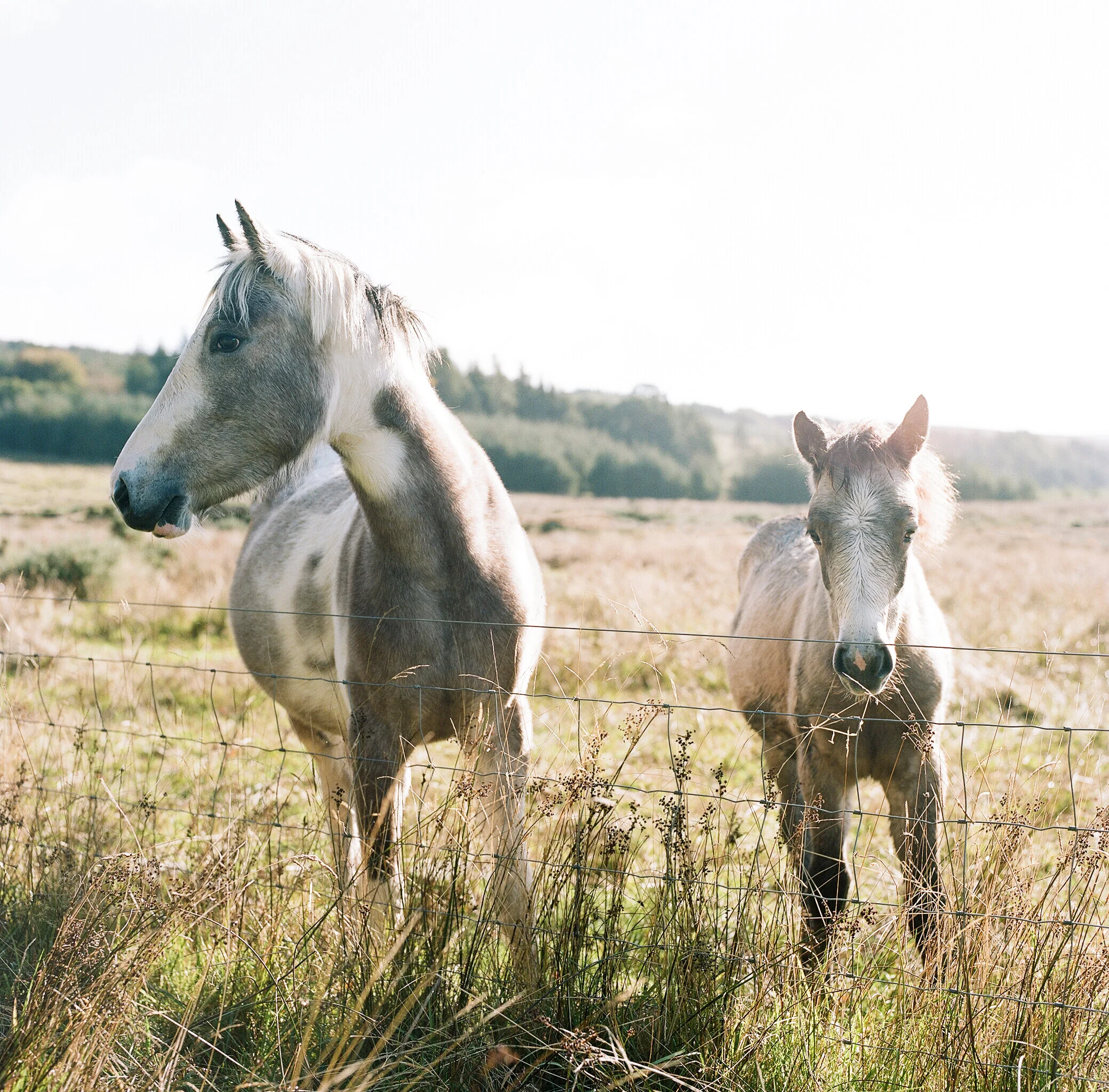 Film Christina-Lilly-Photography 00125559.JPG