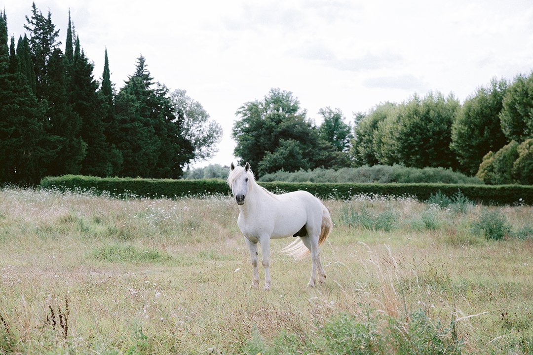 Camargue 2023 Christina Lilly Photography 81161.jpg