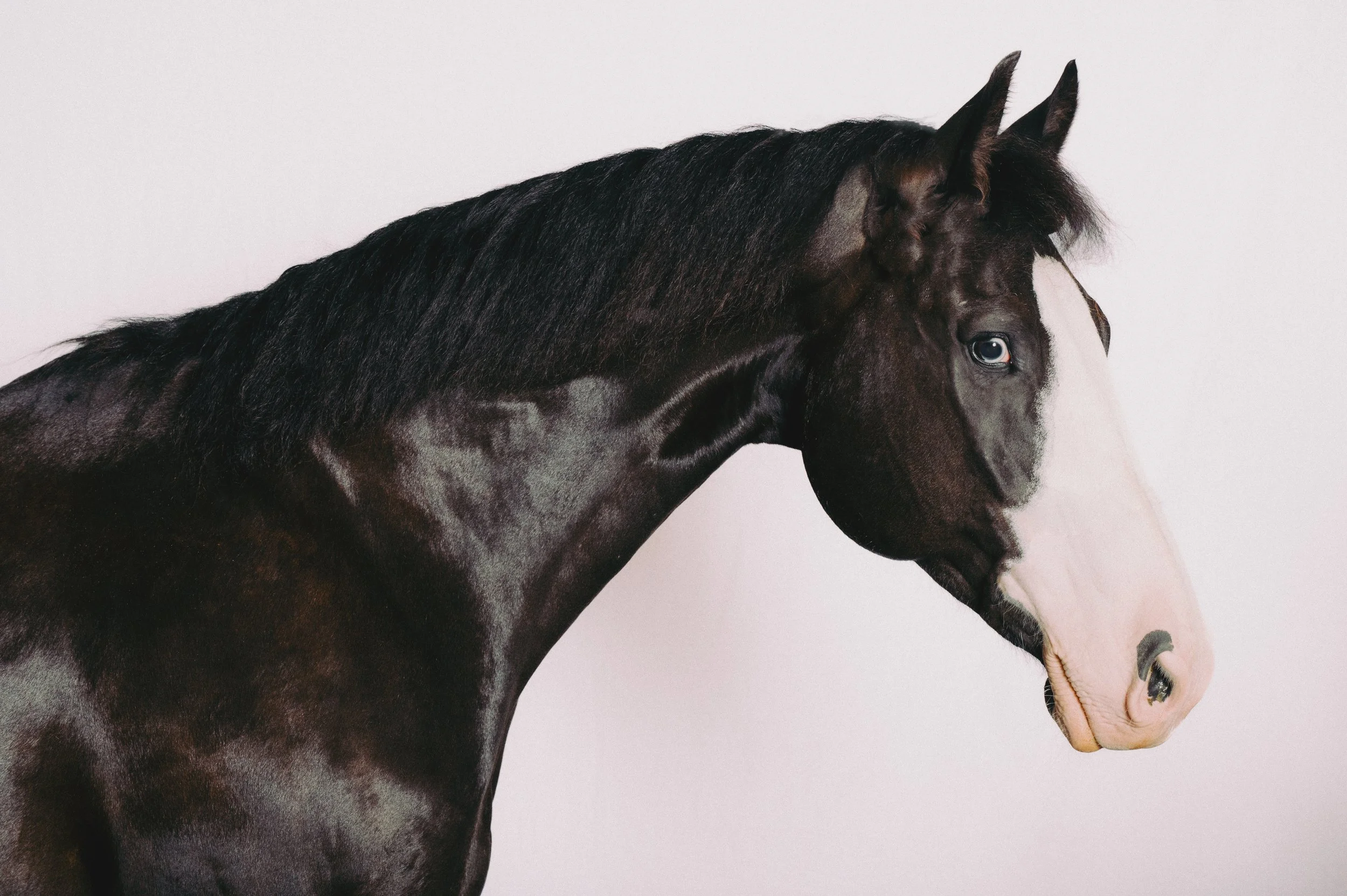 Equine Portraits by Christina Lilly Photography00162231.jpg