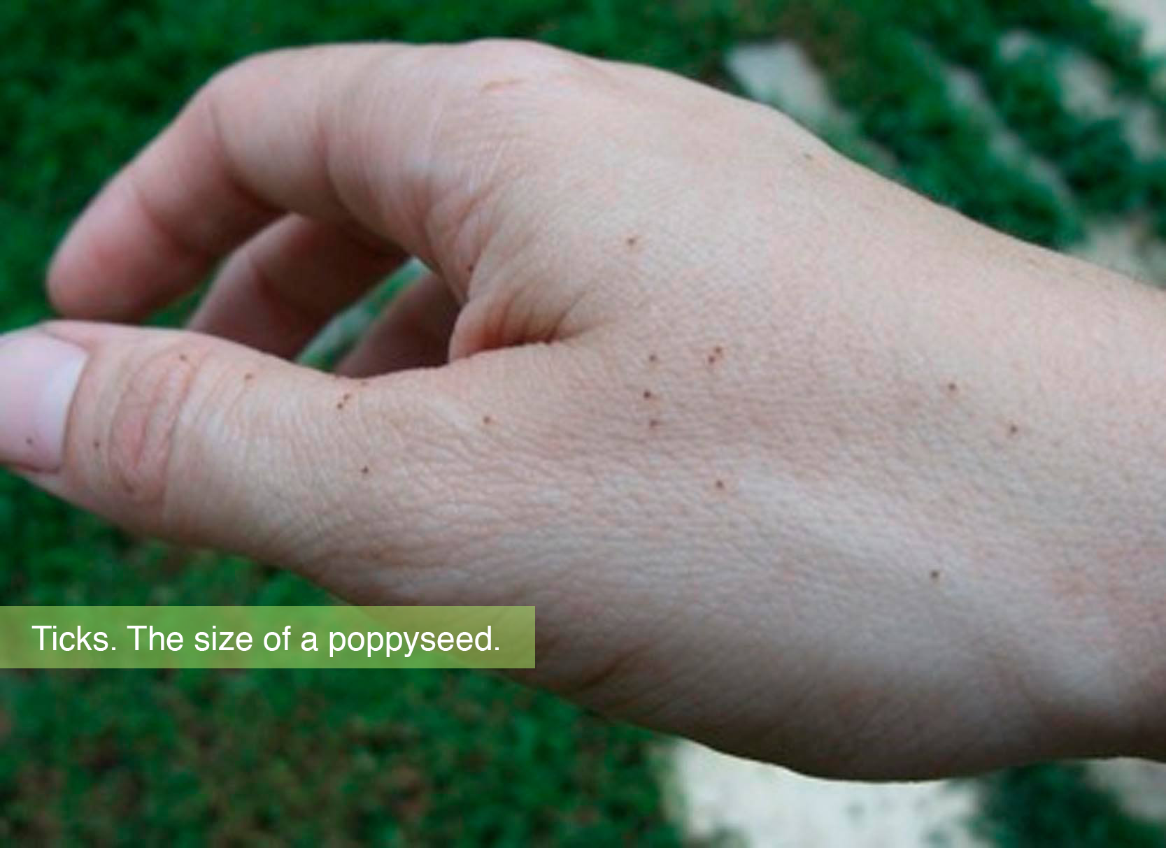 NymphOnHand1.png
