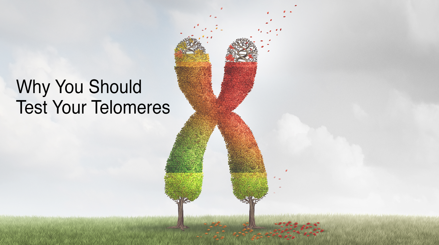 TELOMERES_Image.png