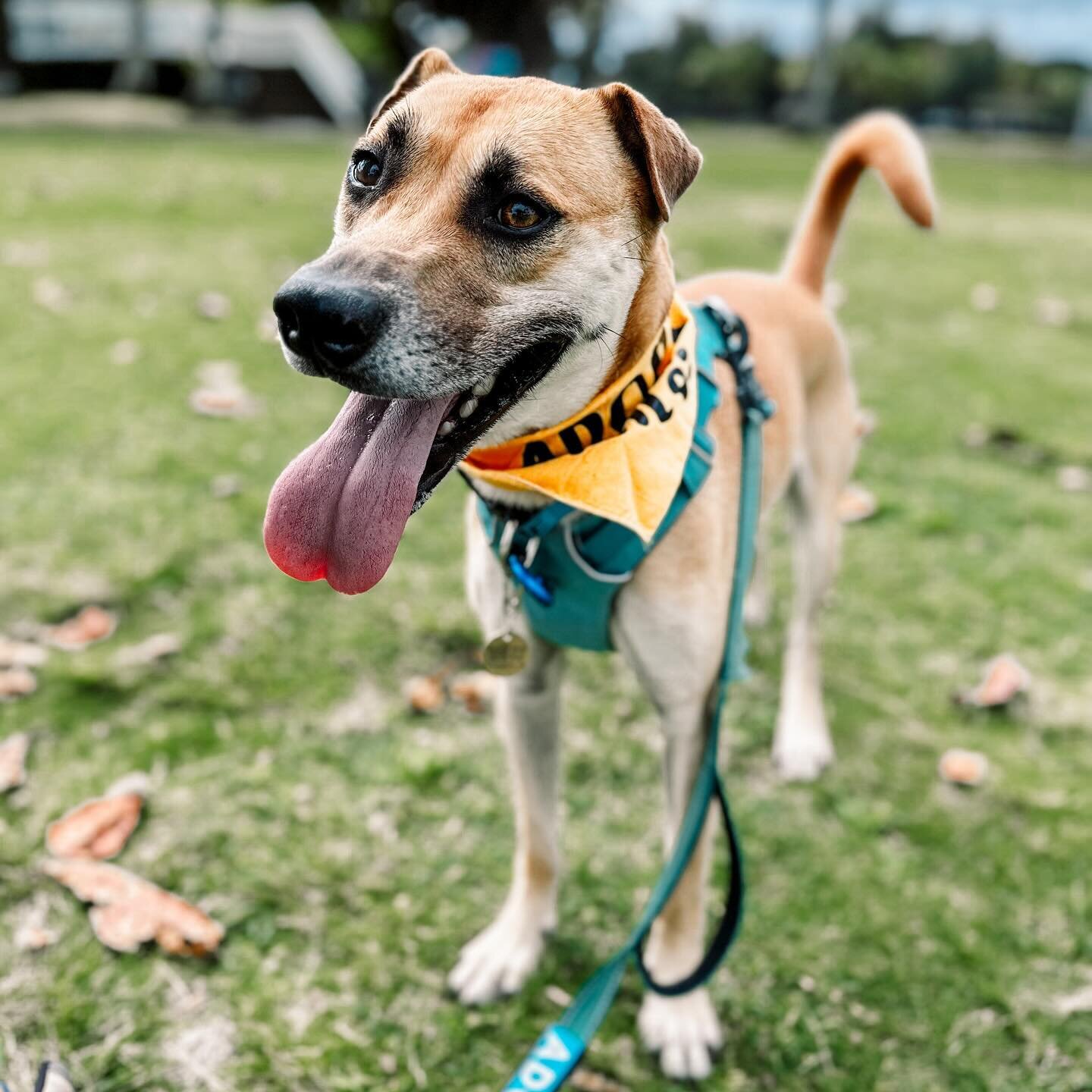Meet Max! He&rsquo;s available for adoption here on the big Island 🥹

The @hawaiiislandhumanesociety has the cutest program that you can take shelter dogs out for a field trip when you visit! 

Max was the sweetest boy and we took him for long walks