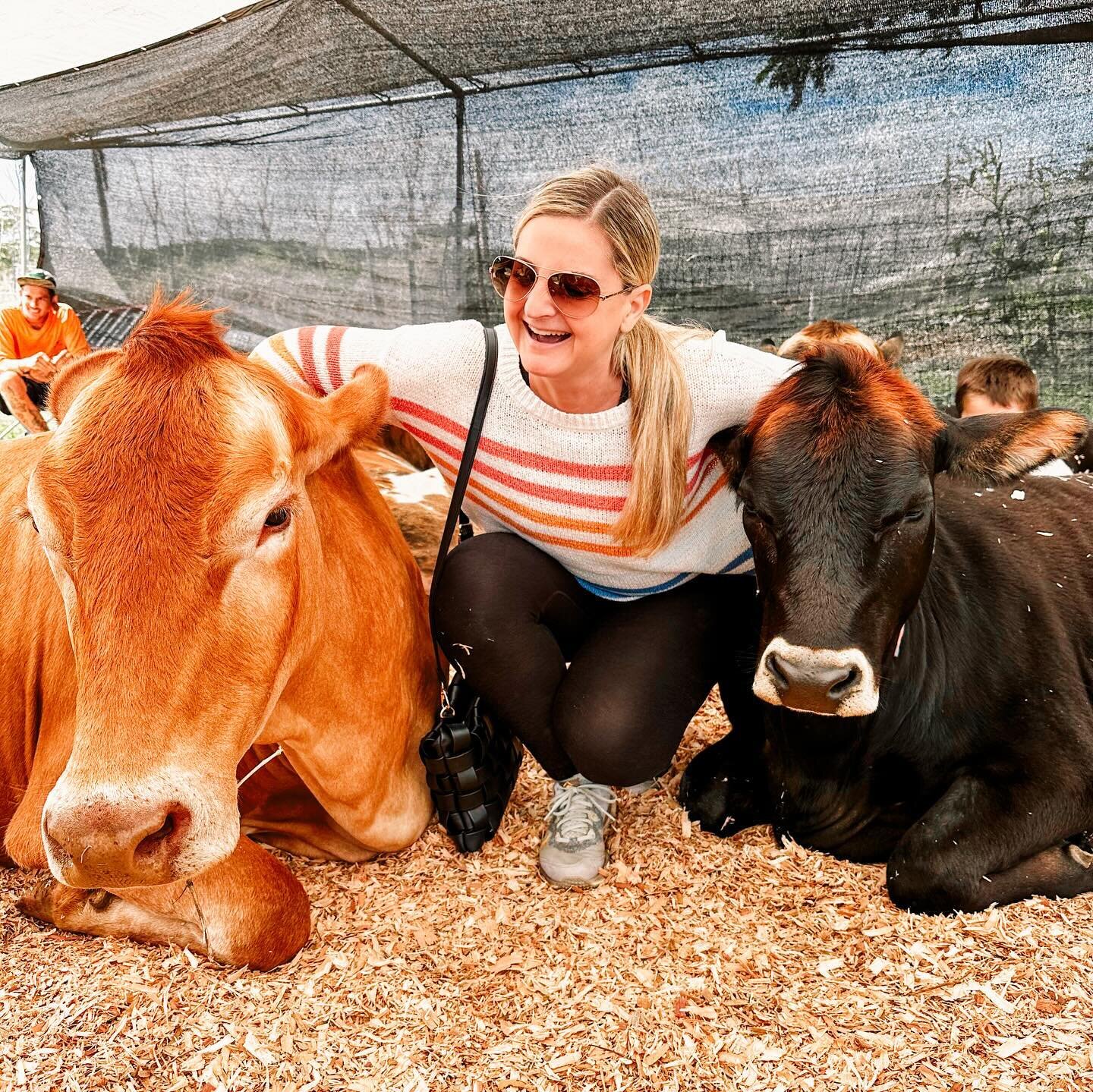 One of my favorite stops in Hawaii was to cuddle with cows 🐮🐄

If you go to the Big Island definitely stop at @krishnacowsanctuary 🐮

#bigisland #cows #cowsanctuary #hawaii #visithawaii