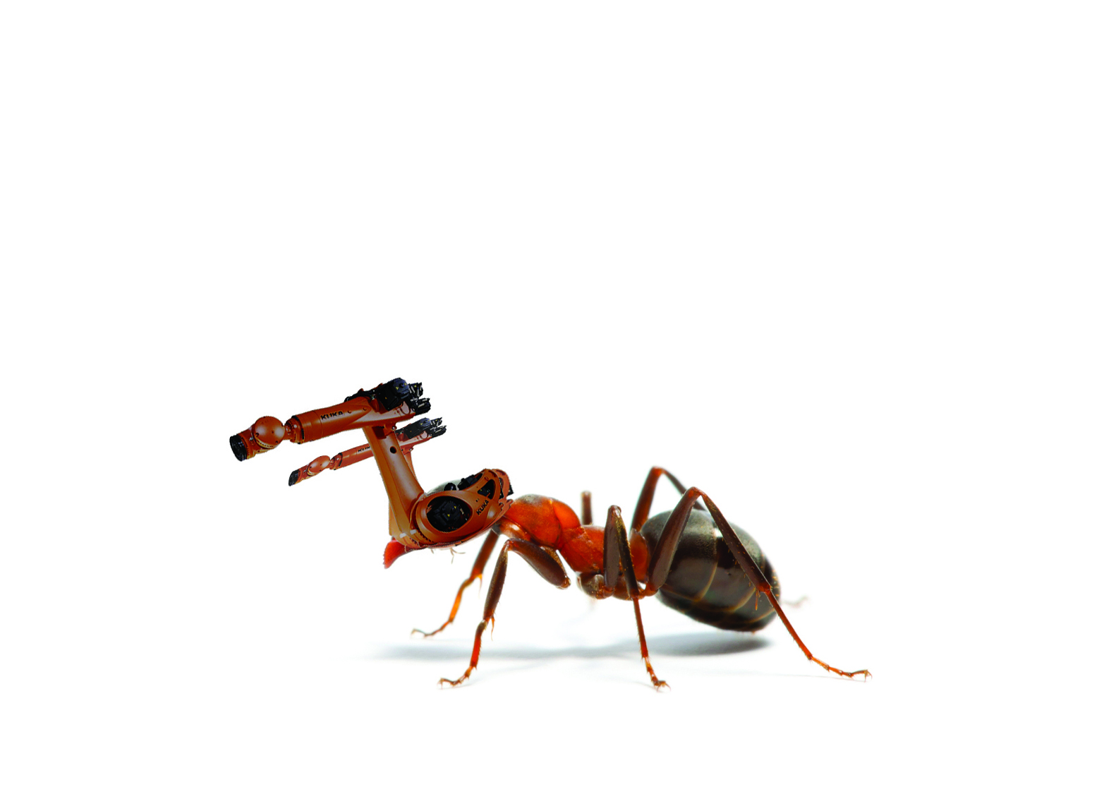 robo ant1.jpg