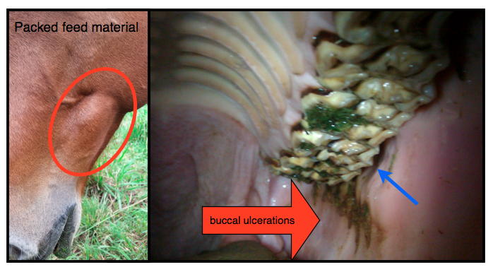 buccal laceration.png