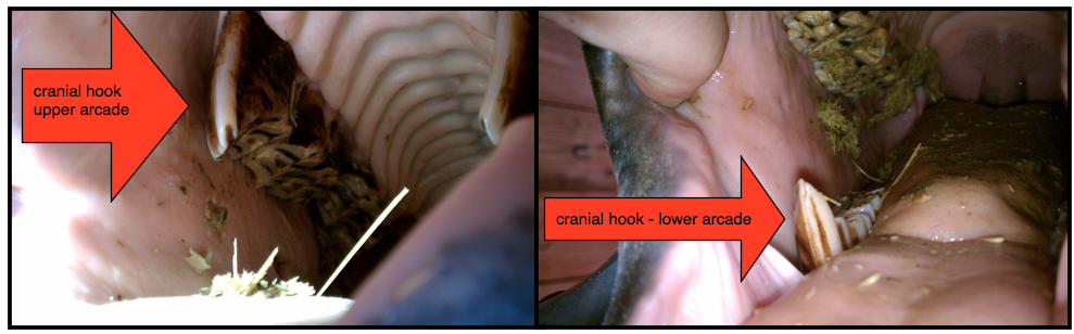 cranial hooks.png