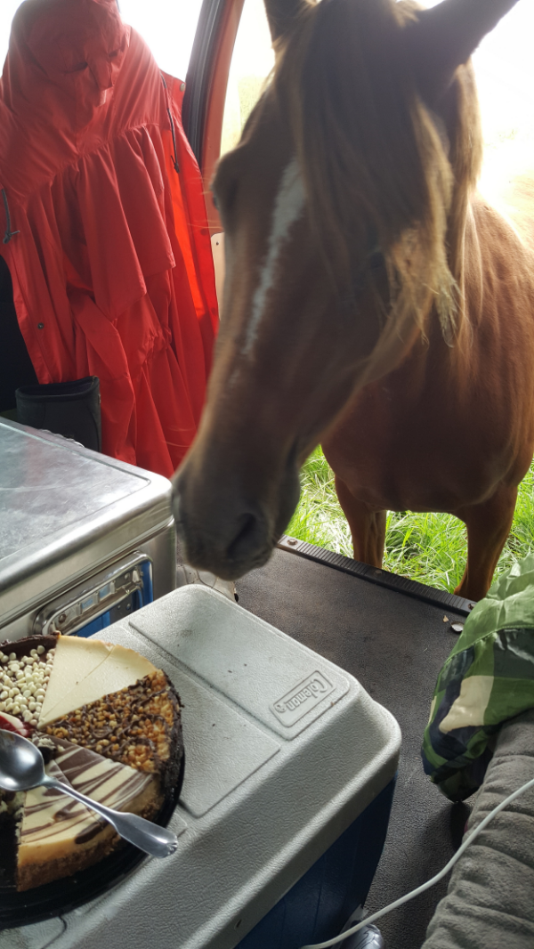 Cushings Spur Of The Moment Aramat Equine Services