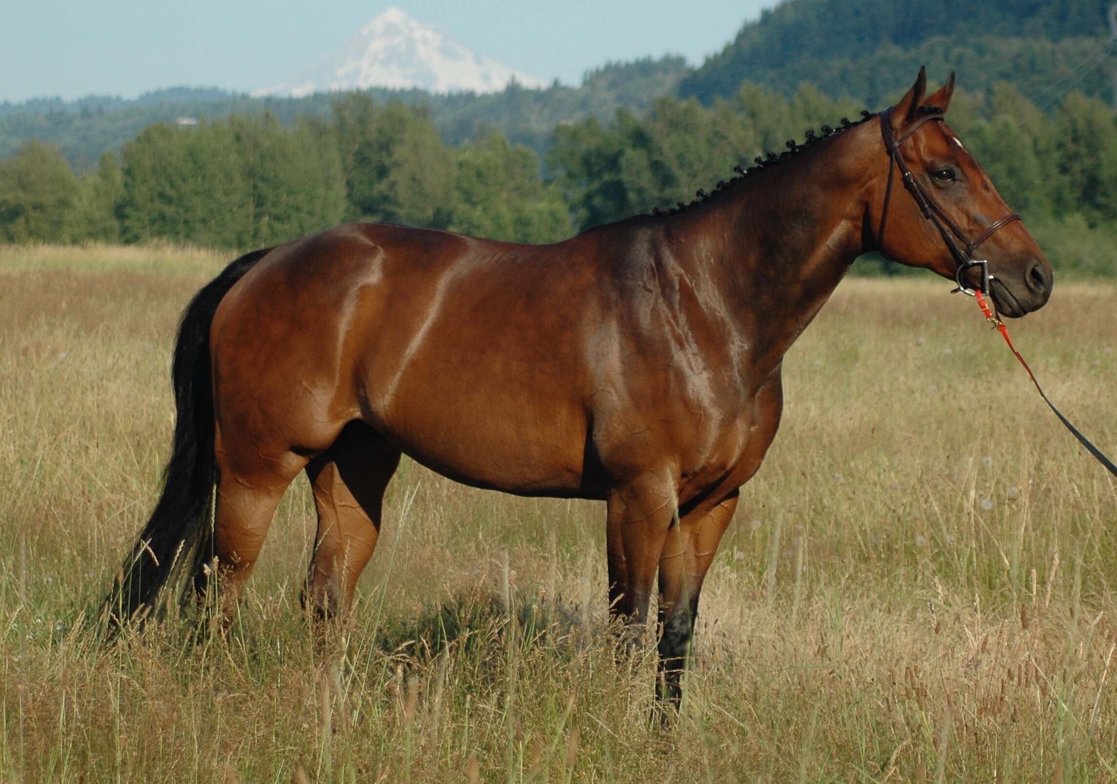 DAM: Saphena Argentinian TB 